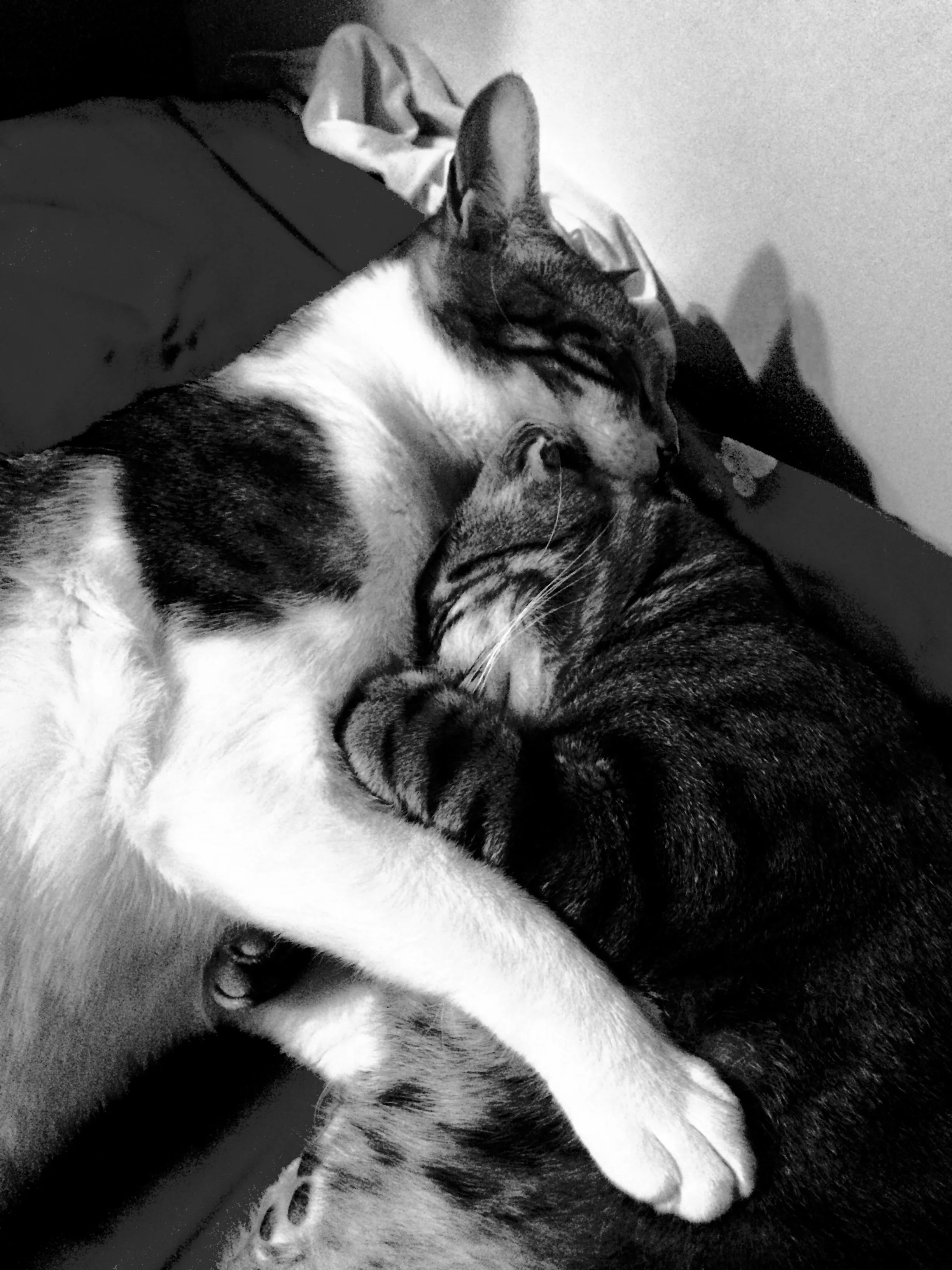 Purrrr_Love.jpg