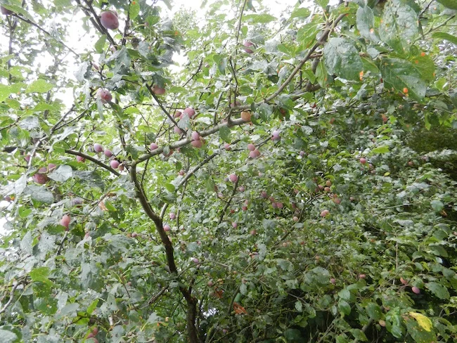 DSCN4634.jpg