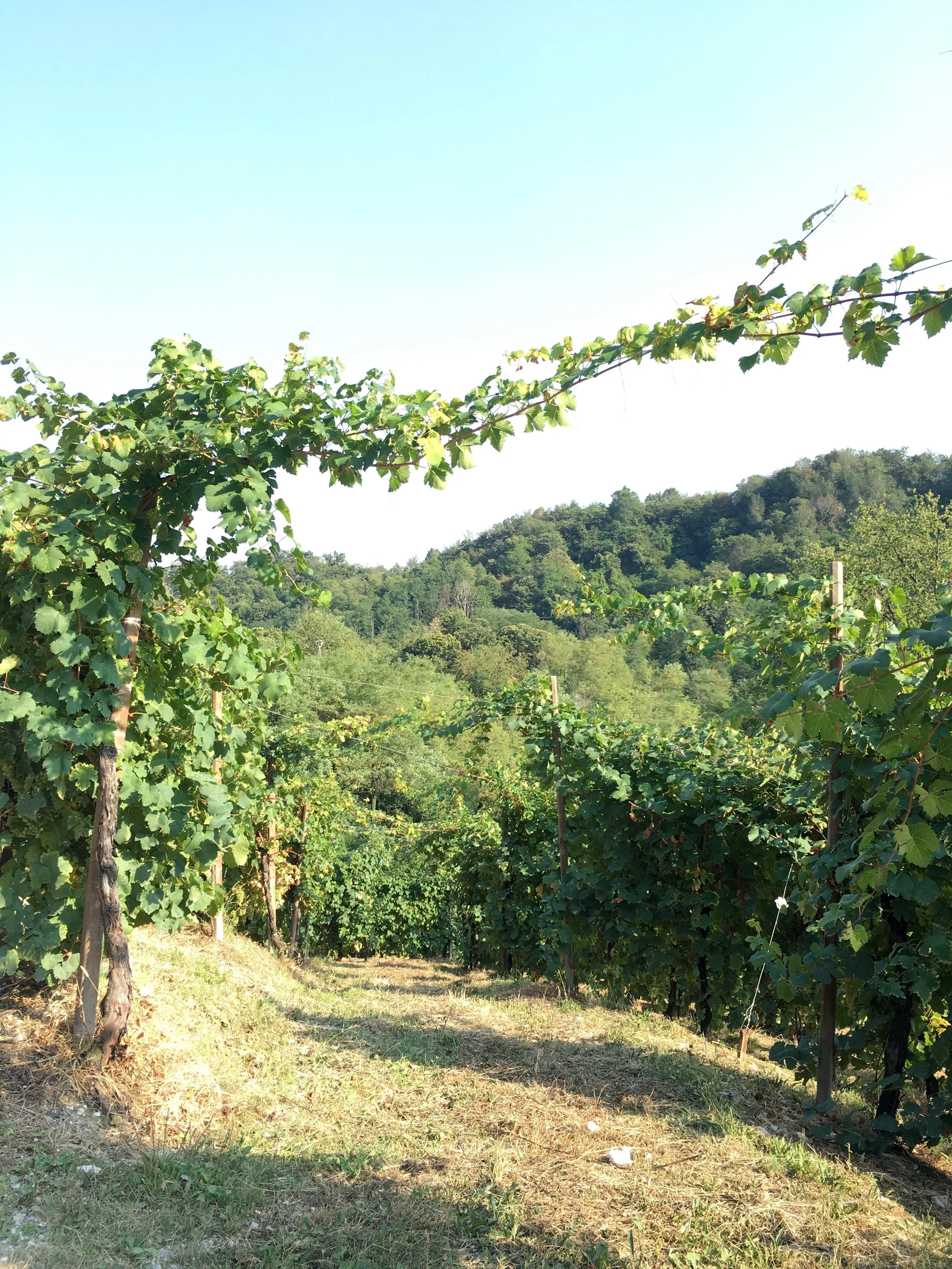 Vino Per Tutti Costadila 6.jpg