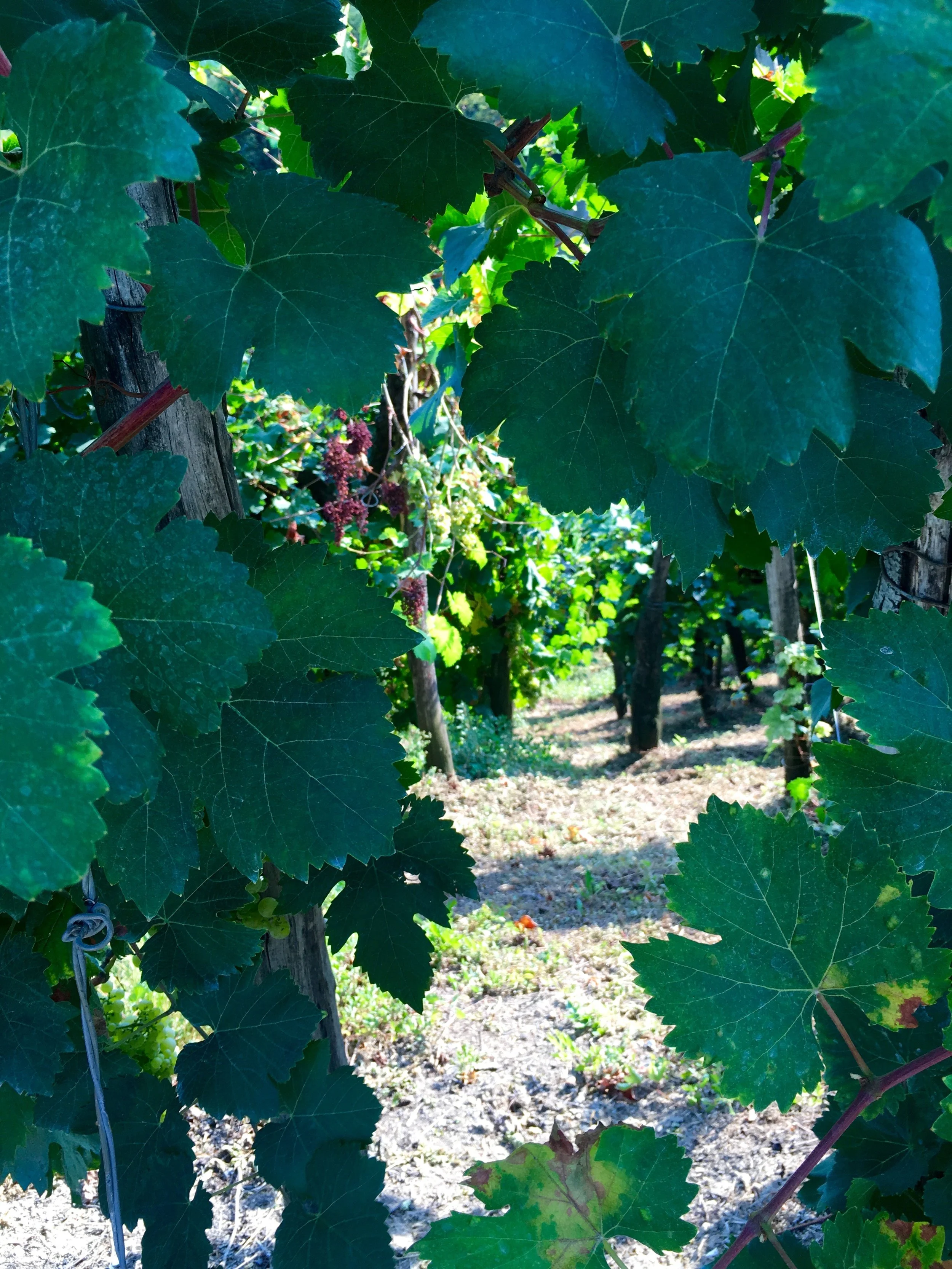 Vino Per Tutti Costadila 12.jpg