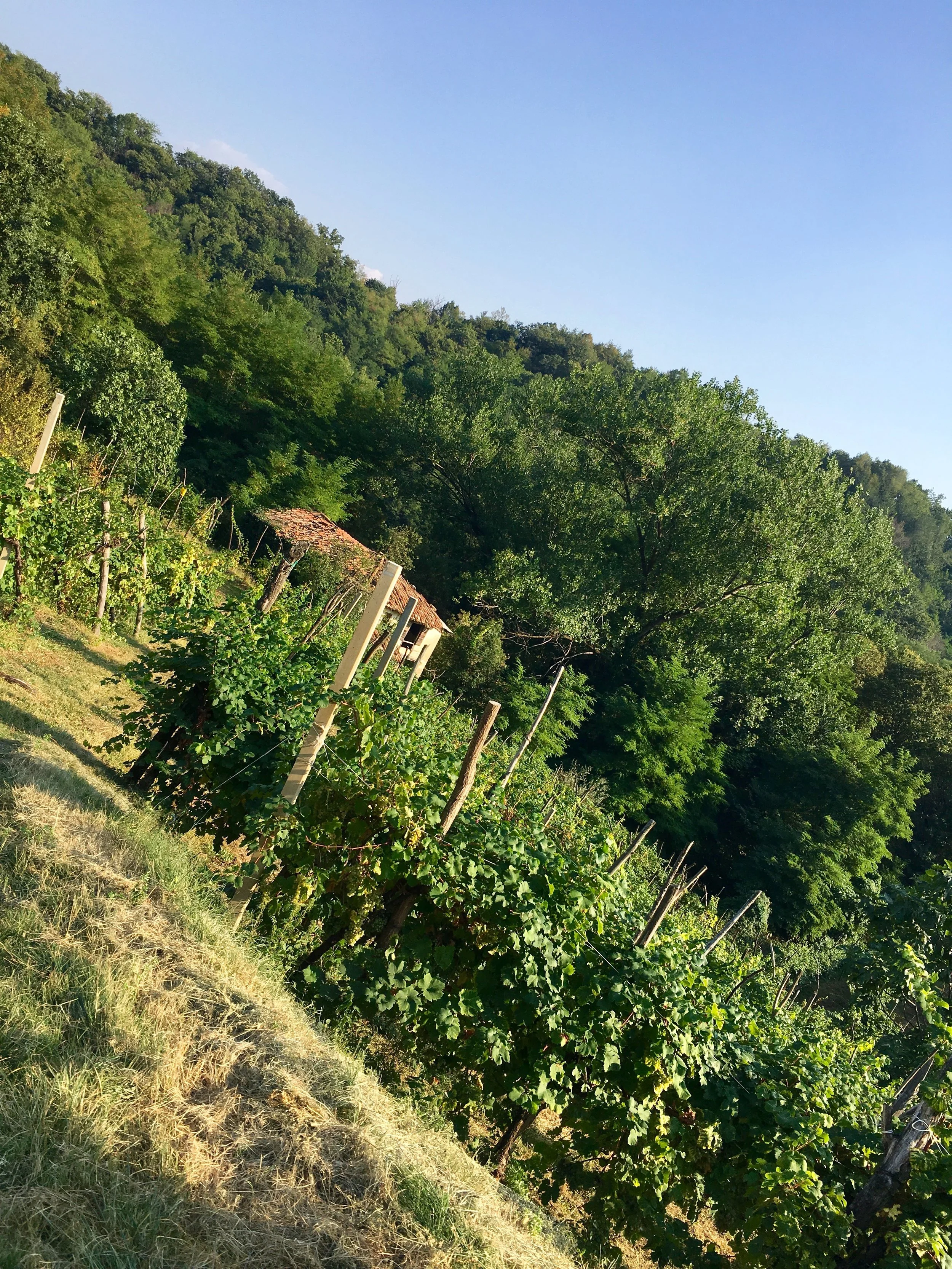 Vino Per Tutti Costadila 19.jpg