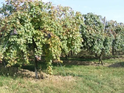 Wijngaard Azienda Agricola Gatti