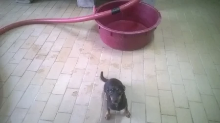 waakhond bij Gatti