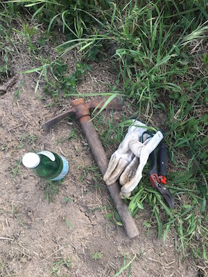 Jonge plantjes in de wijngaard.