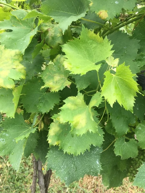 Peronospora / Valse meeldauw