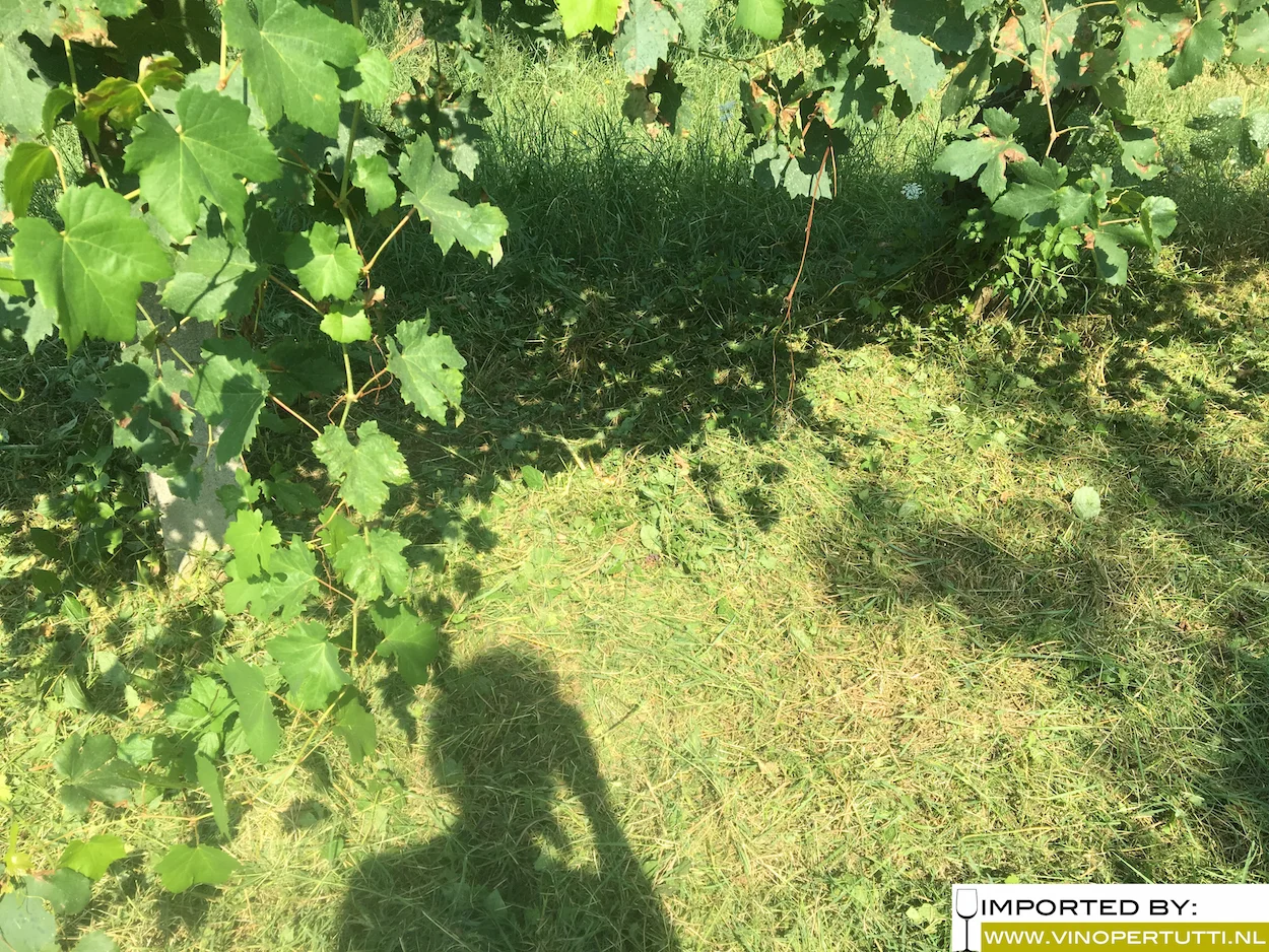 Vino Per Tutti blog 4.jpg