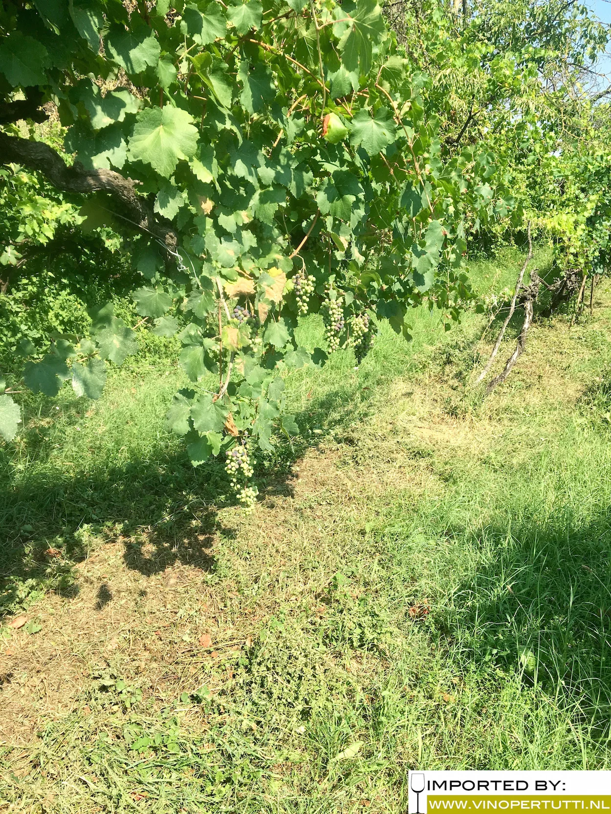 Vino Per tutti blog 5.jpg