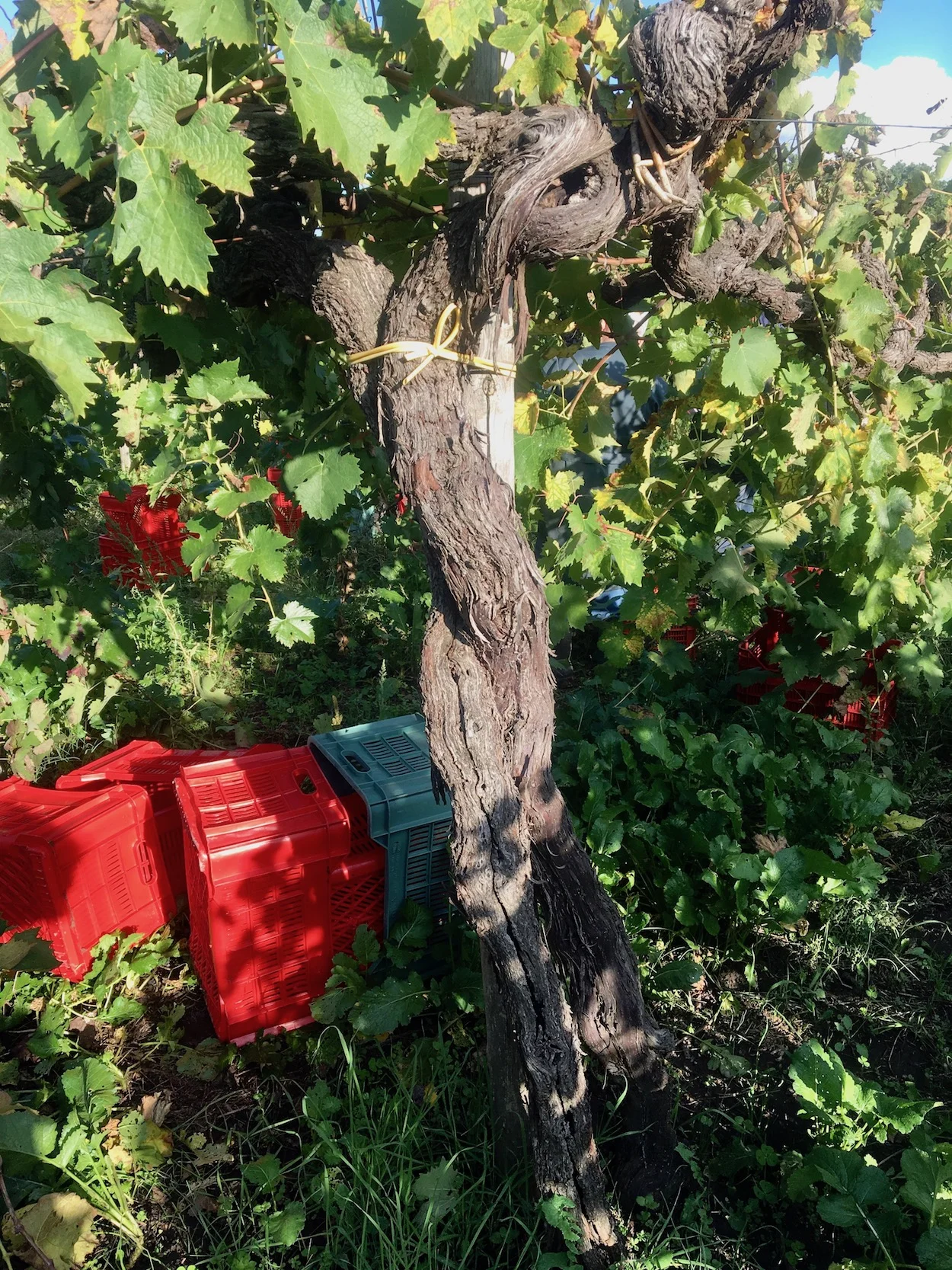 Aglianico Vino Per Tutti Cantina Giardino 2.jpg