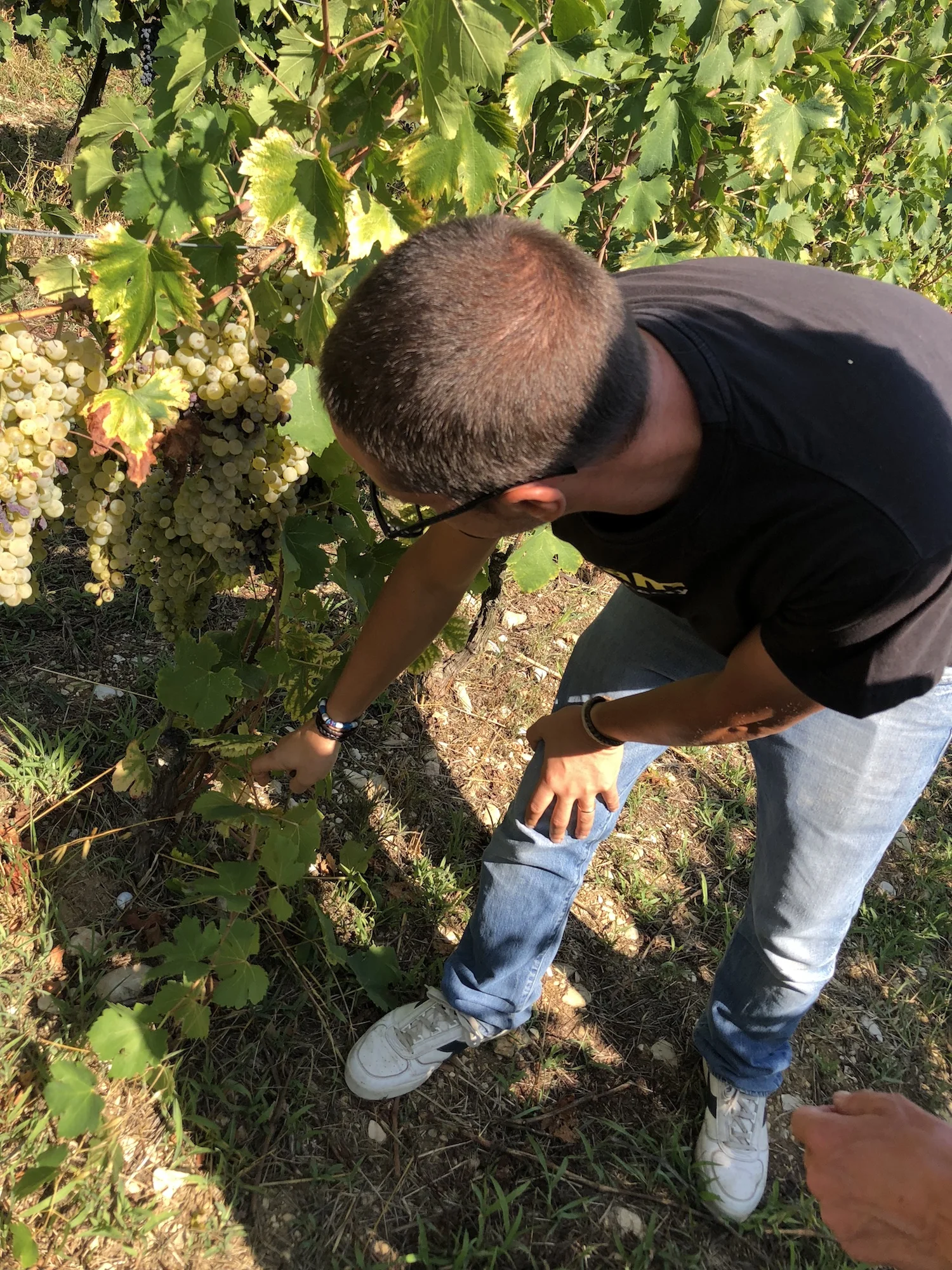 Vino Per Tutti - Raina Montefalco Francesco wijngaard.jpg