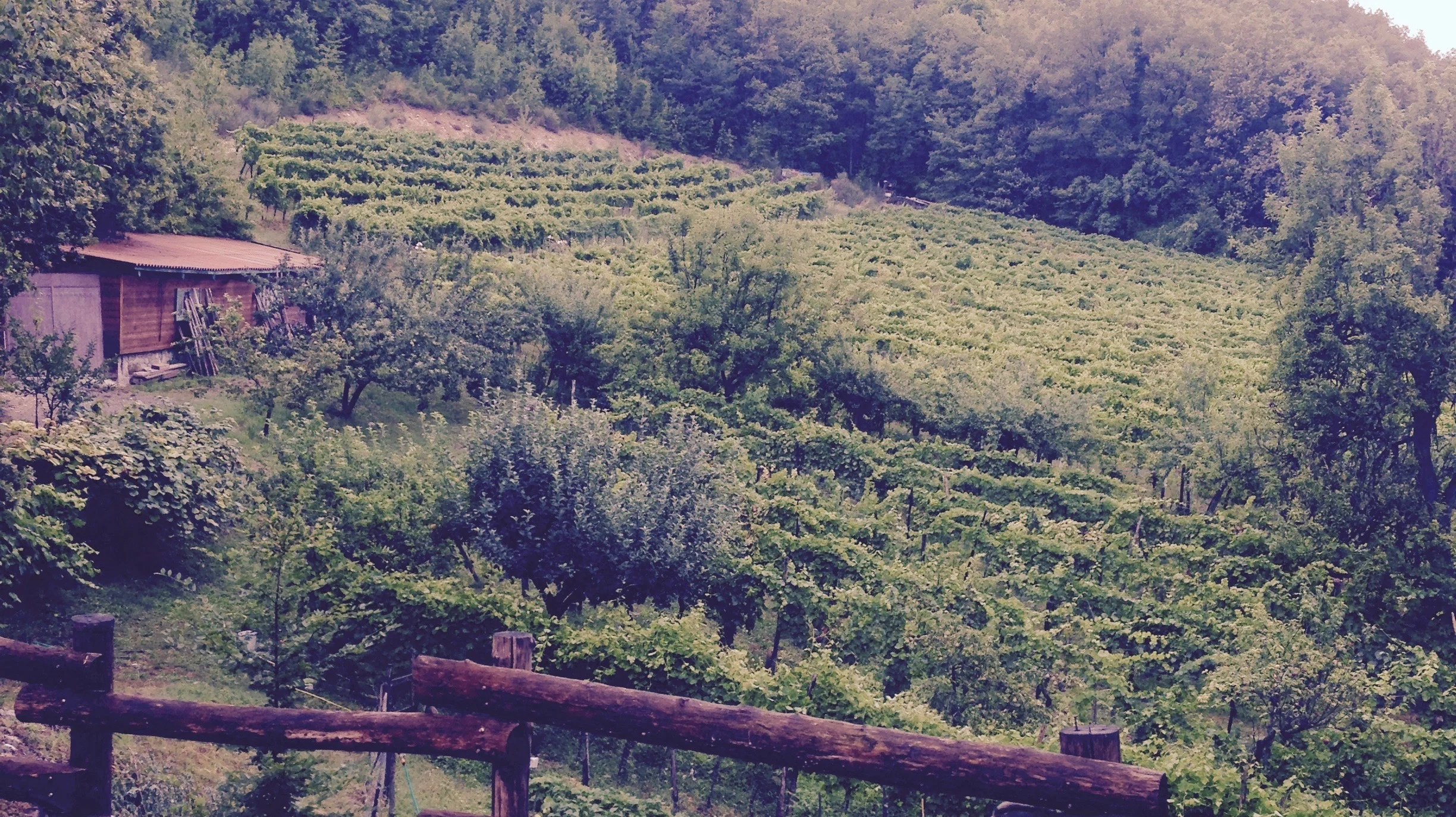Vino Per Tutti - Crocizia.jpg