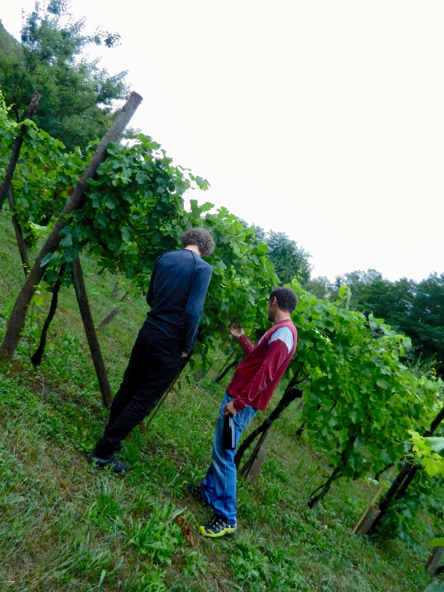 Vino Per Tutti - Azienda Agricola Biologica Crocizia.jpg