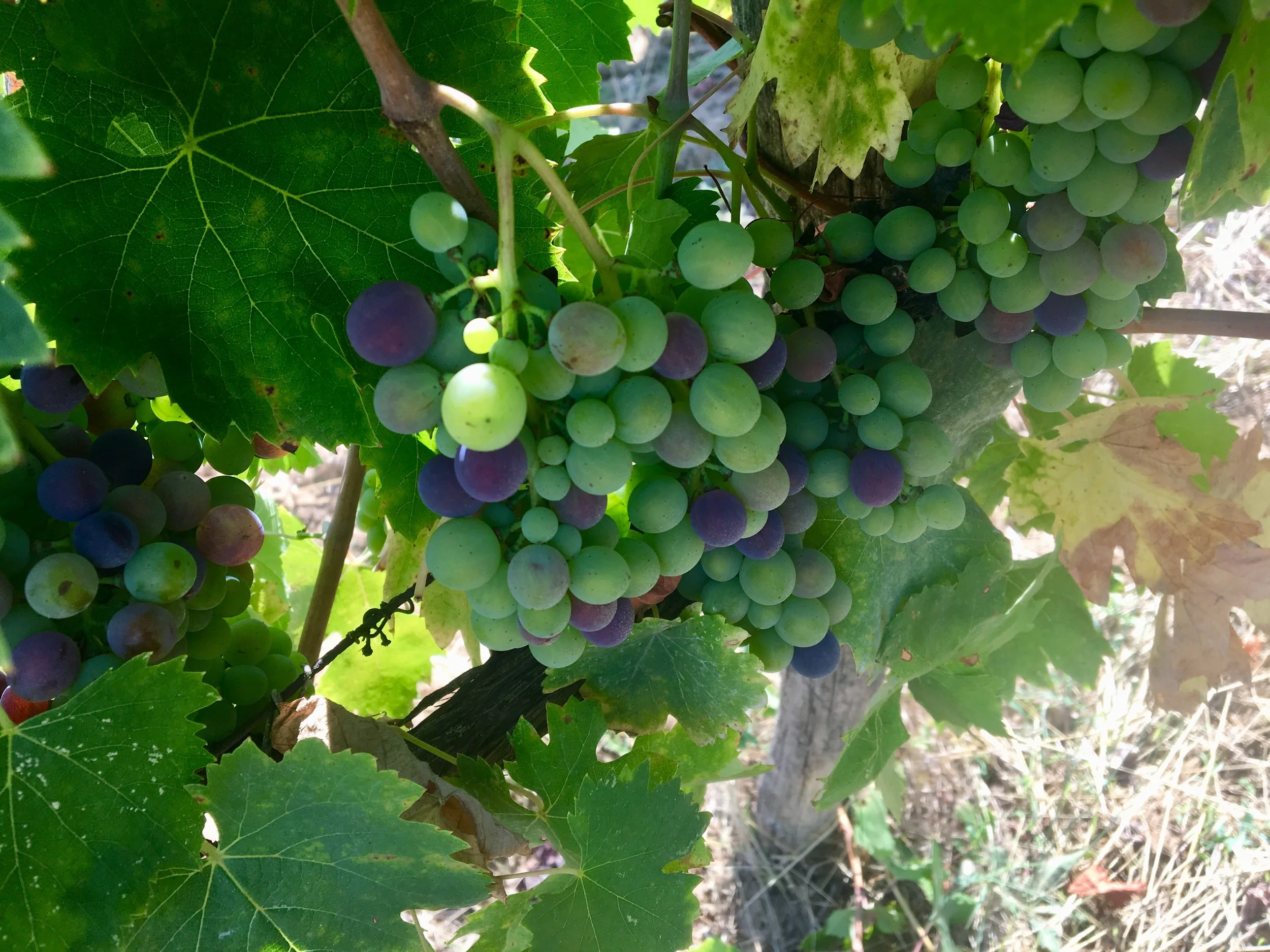 Veraison