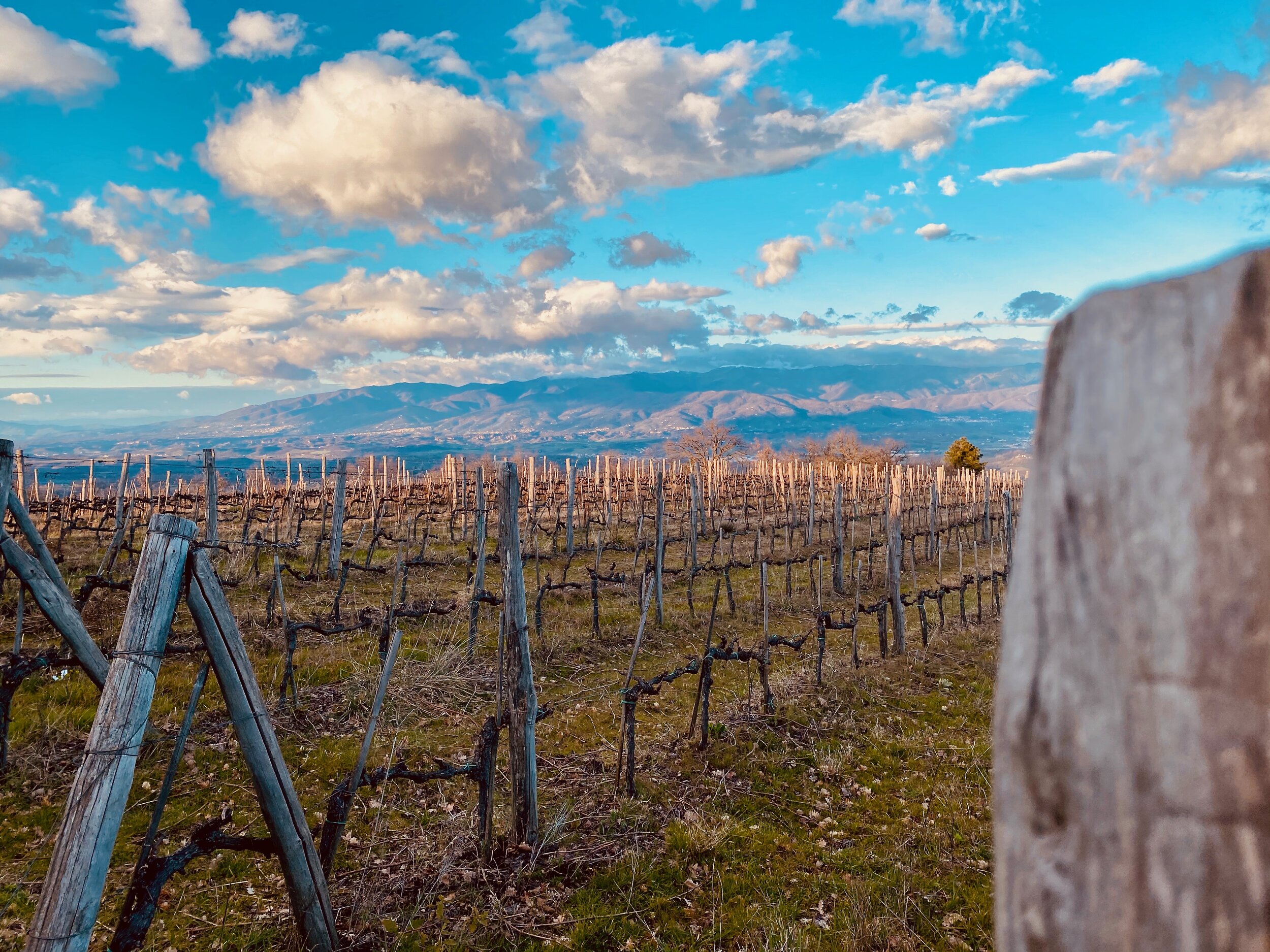 Bio Vitae Chianti Vino Per Tutti