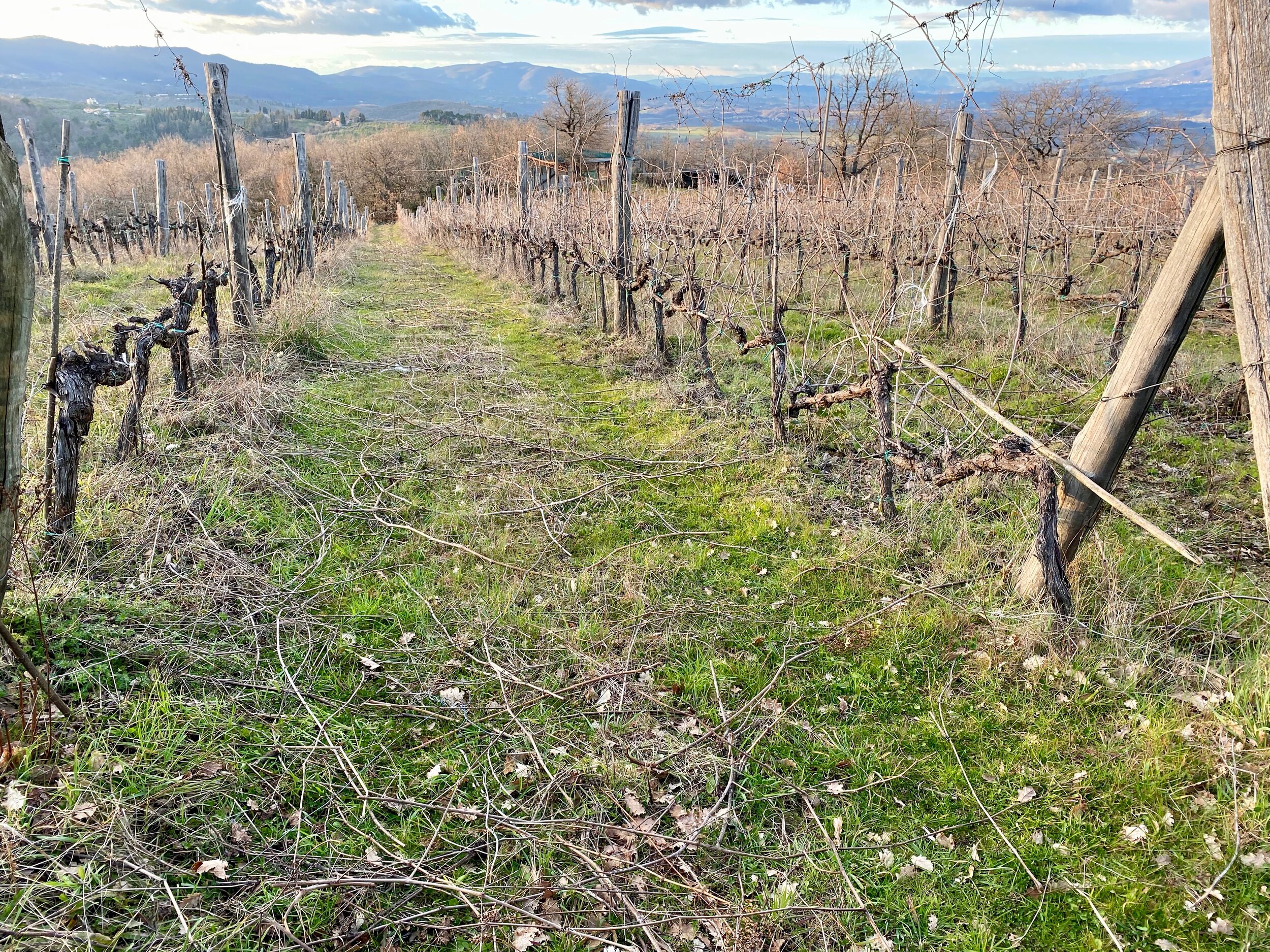 Bio Vitae Chianti Vino Per Tutti