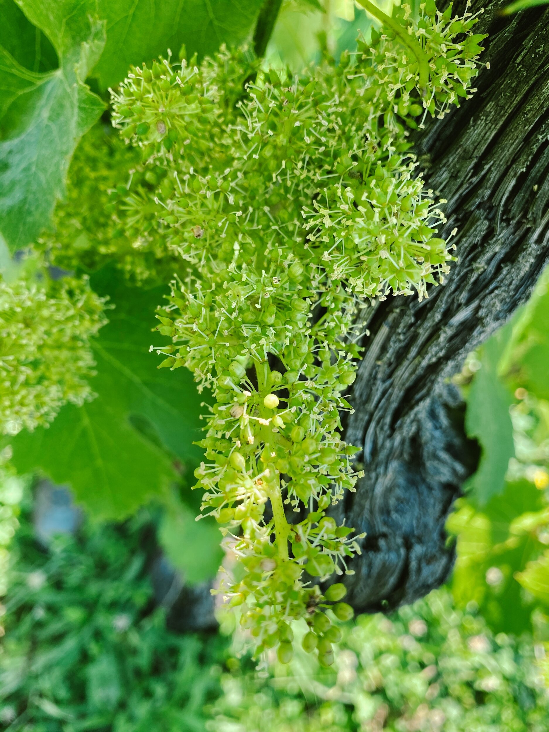 Marco Merli wijngaard in bloei.jpg