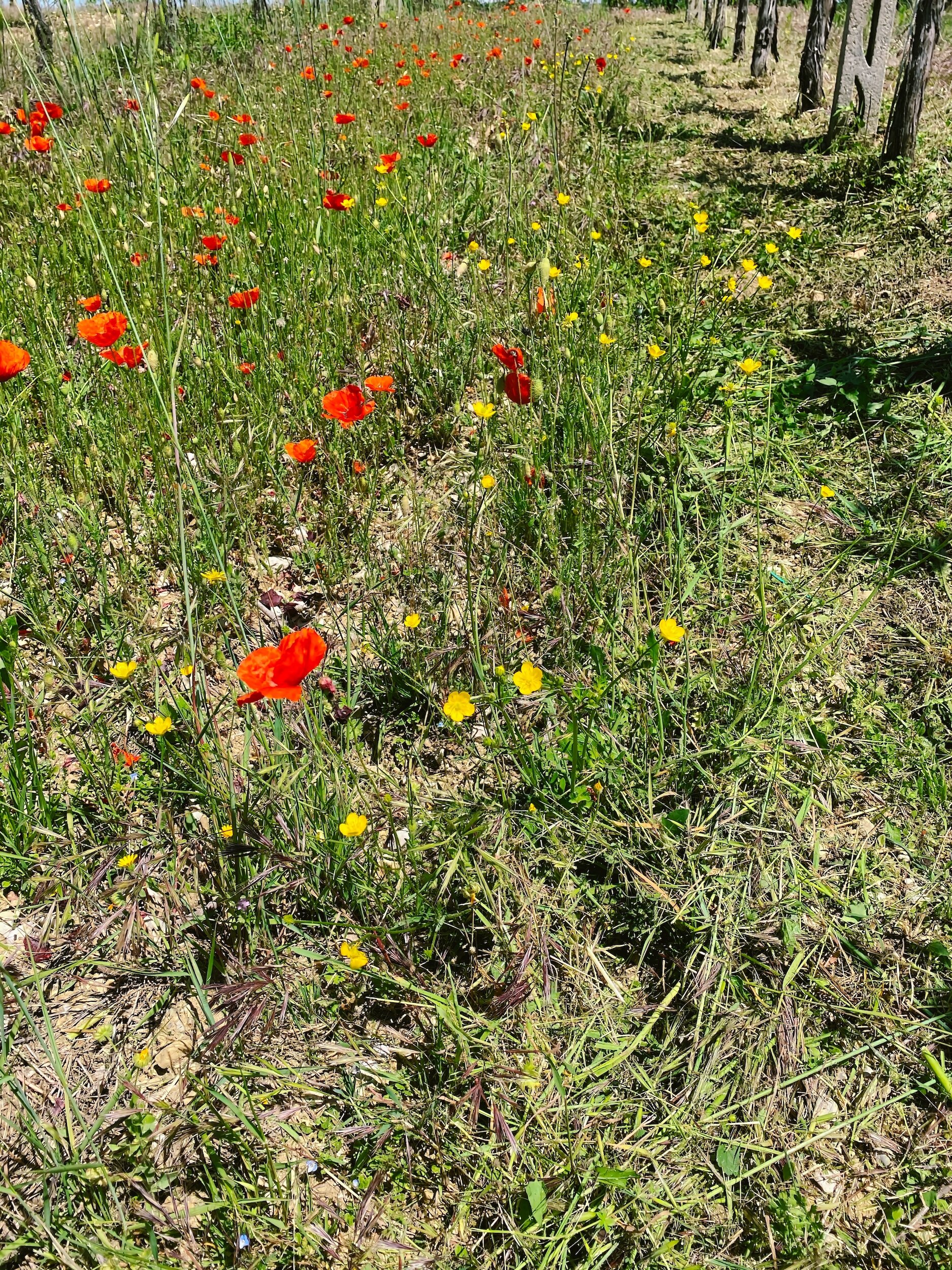 Marco Merli, bloemen in de wijngaard 2.jpg
