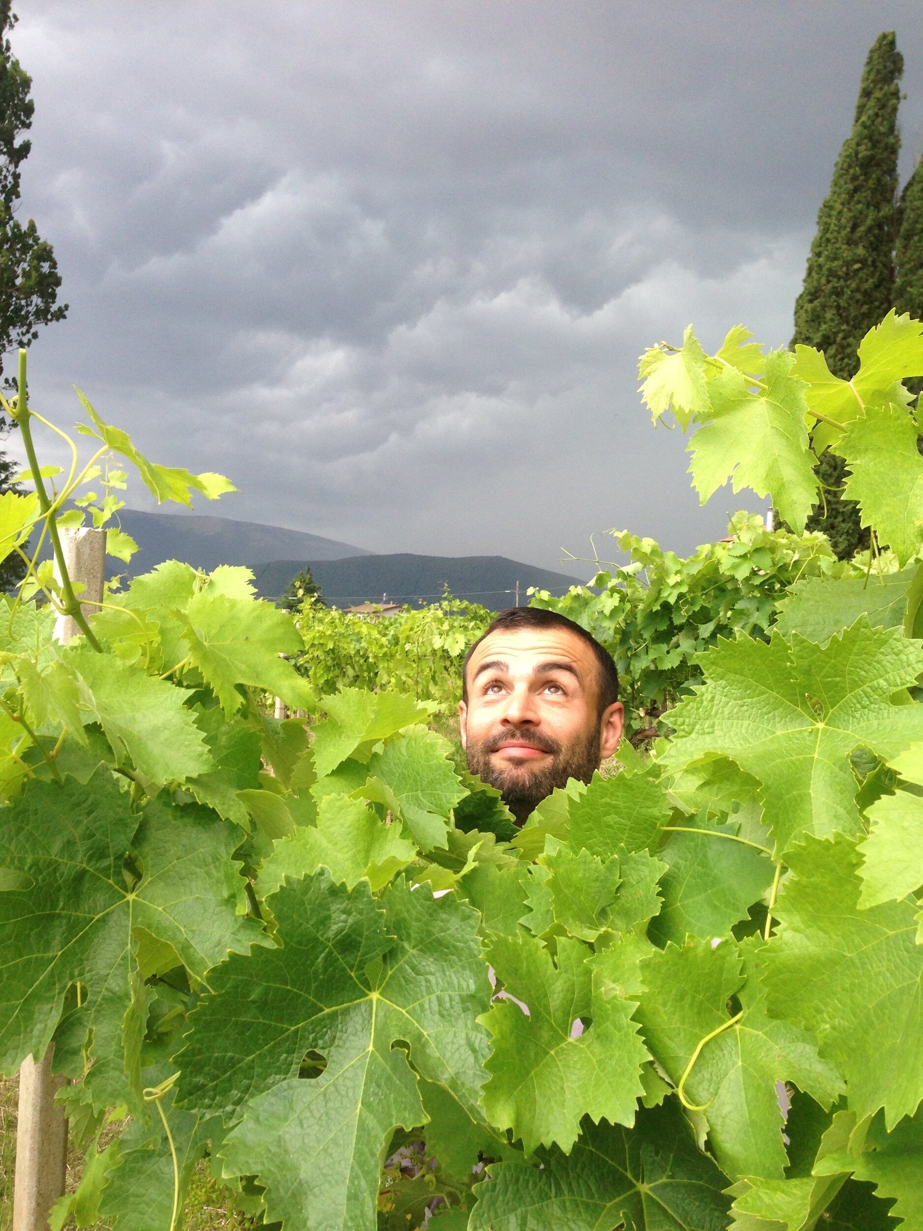 Marco Merli in de wijngaard.jpg