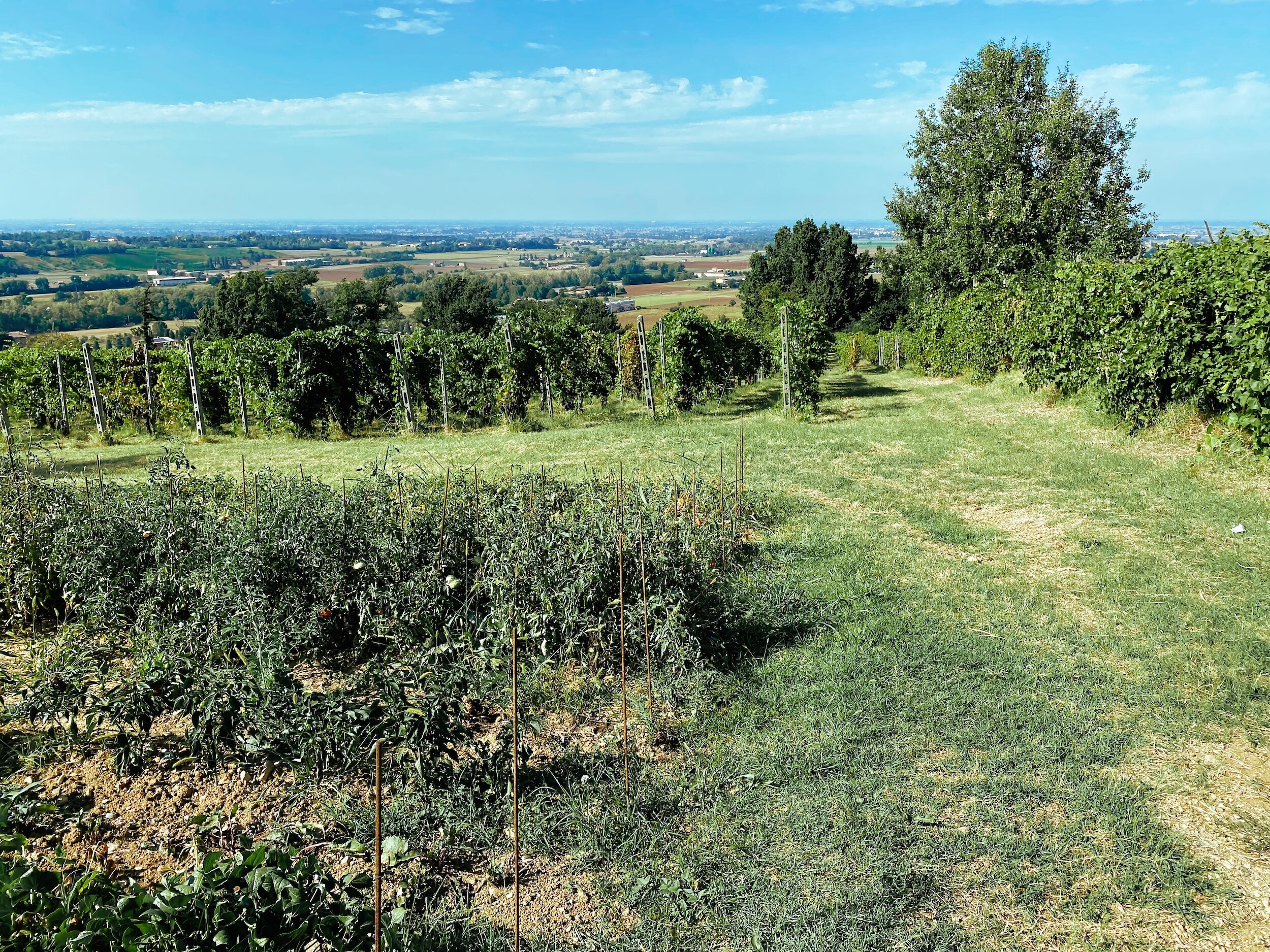 Wijngaard Tenuta Vitivinnicola Croci