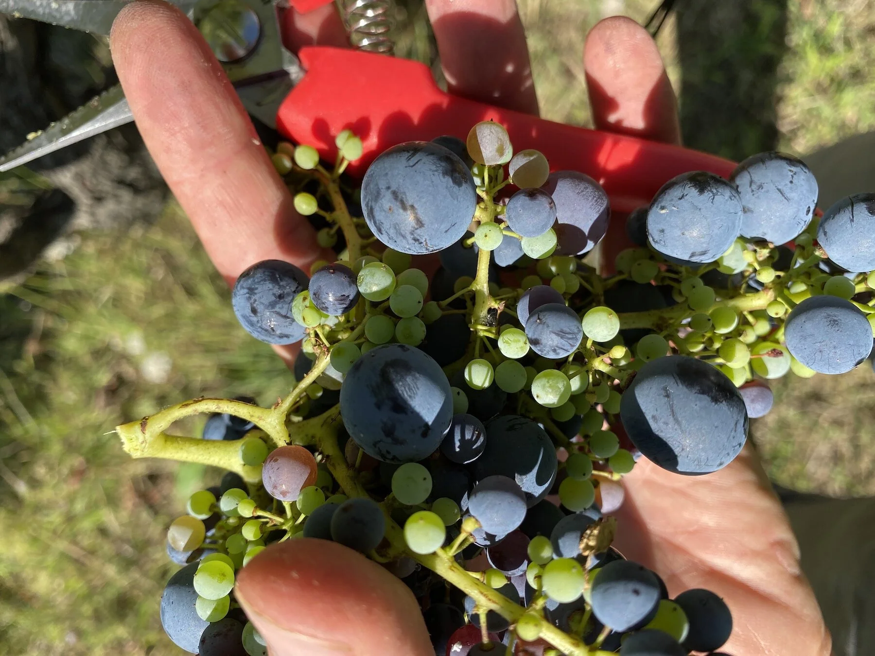 Zwijnen!