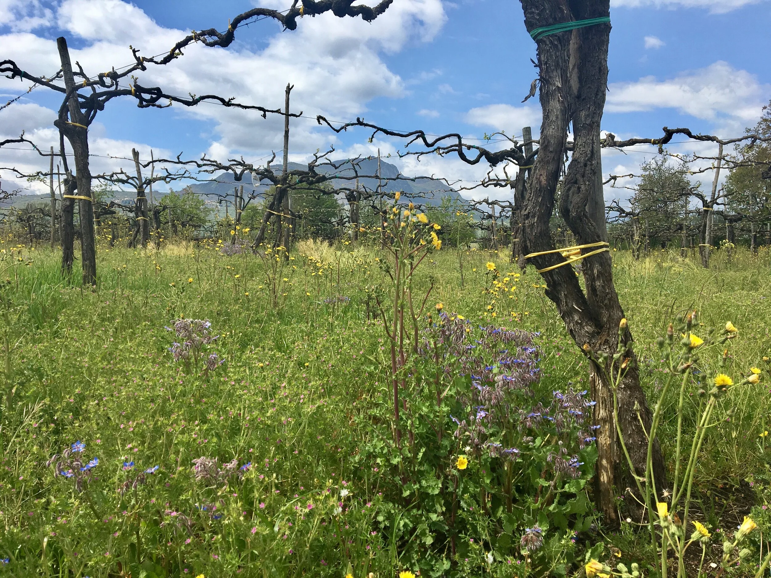 Cantina Giardino wijnen in 2021