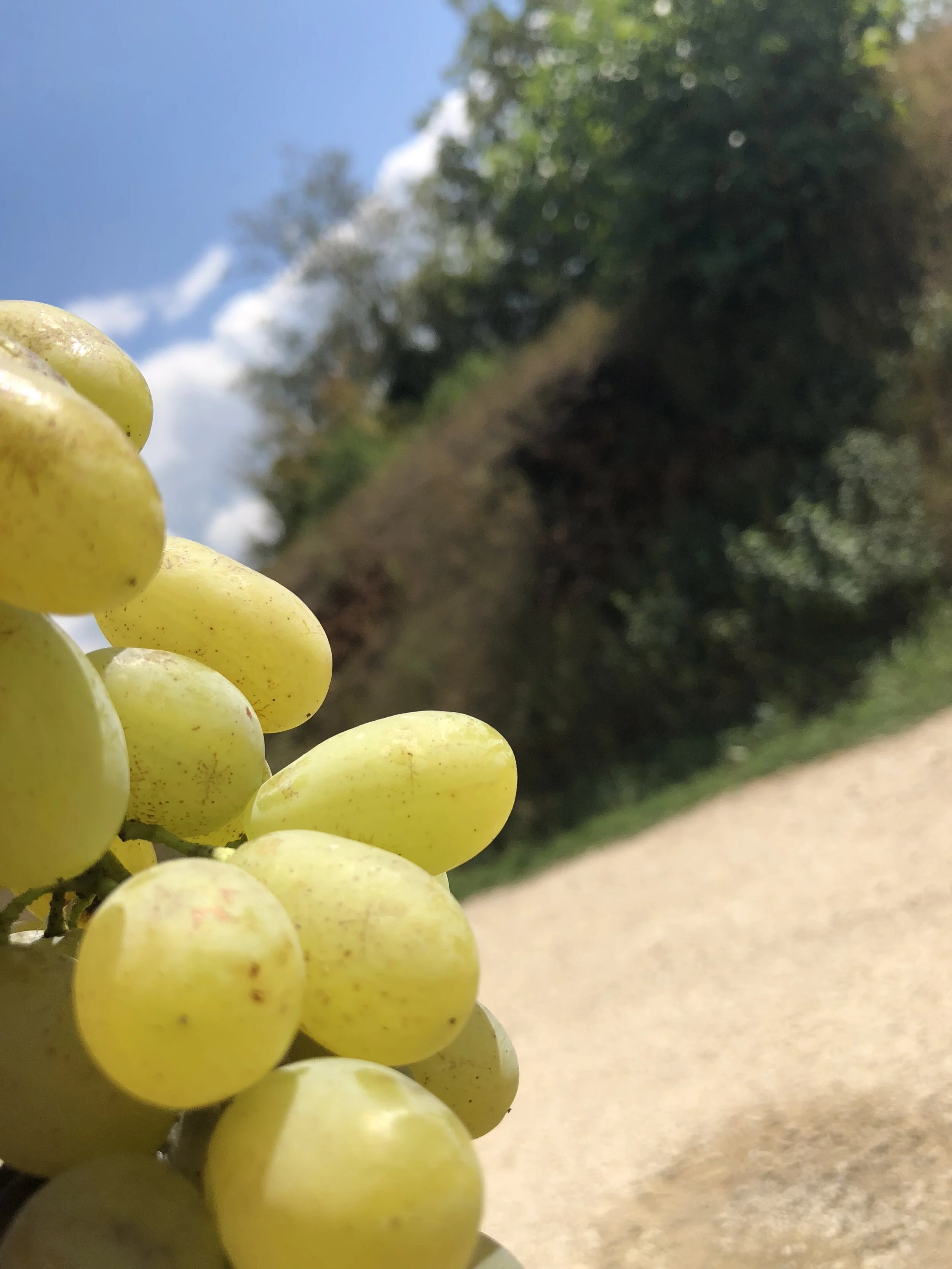 GLU GLU / weinig alcohol