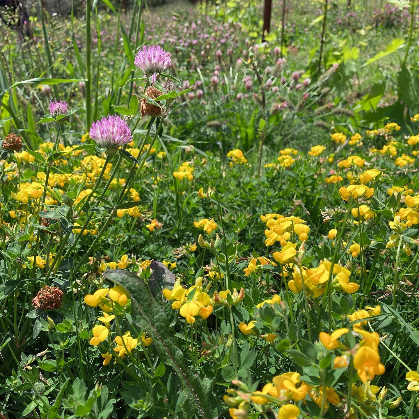 Weer een nieuw blog! Covercrop 🌱🌿🍀🌾🌺🌼
Lees &lsquo;m in z&rsquo;n geheel via de link in bio. 
Covercropping ook wel groenbemesting genaamd is &ldquo;all the rage&rdquo;. Groenbemesting legt de nadruk wat teveel op bemesting want covercroppen doe