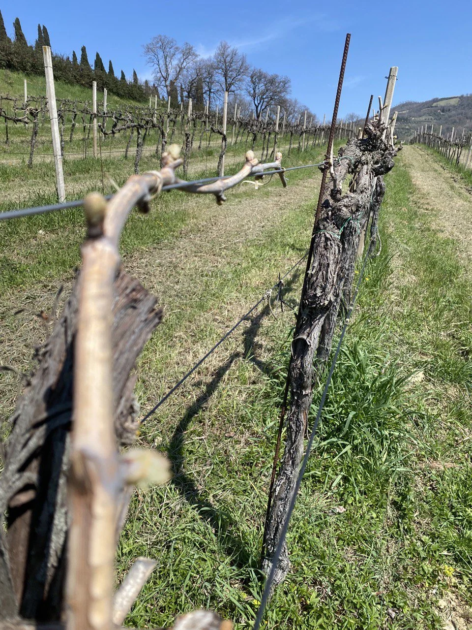 Marco Merli wijngaarden 