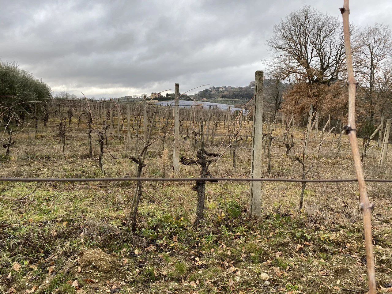 Marco Merli vineyard.JPG