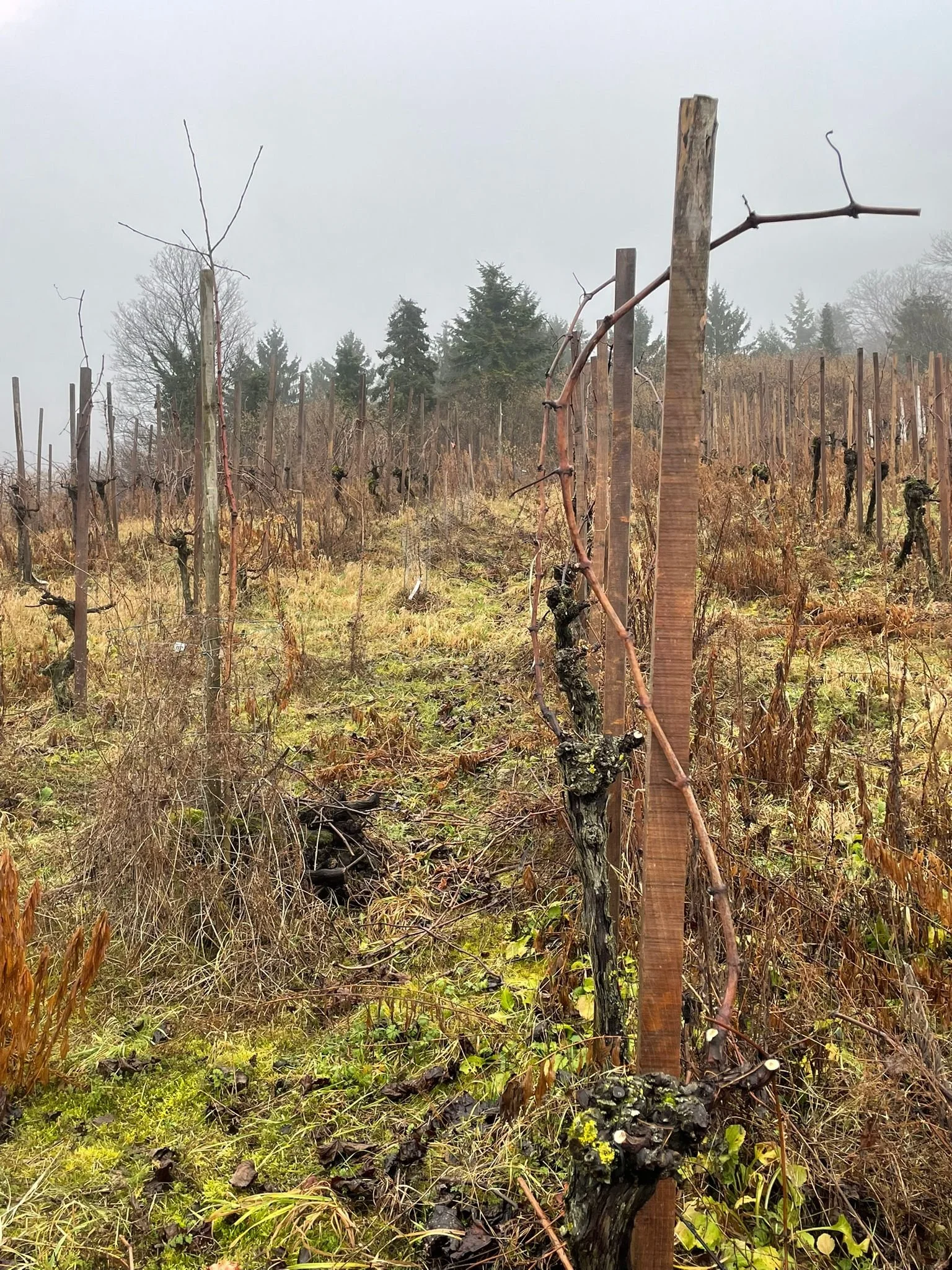 Pascal Treichler Vineyard.jpeg