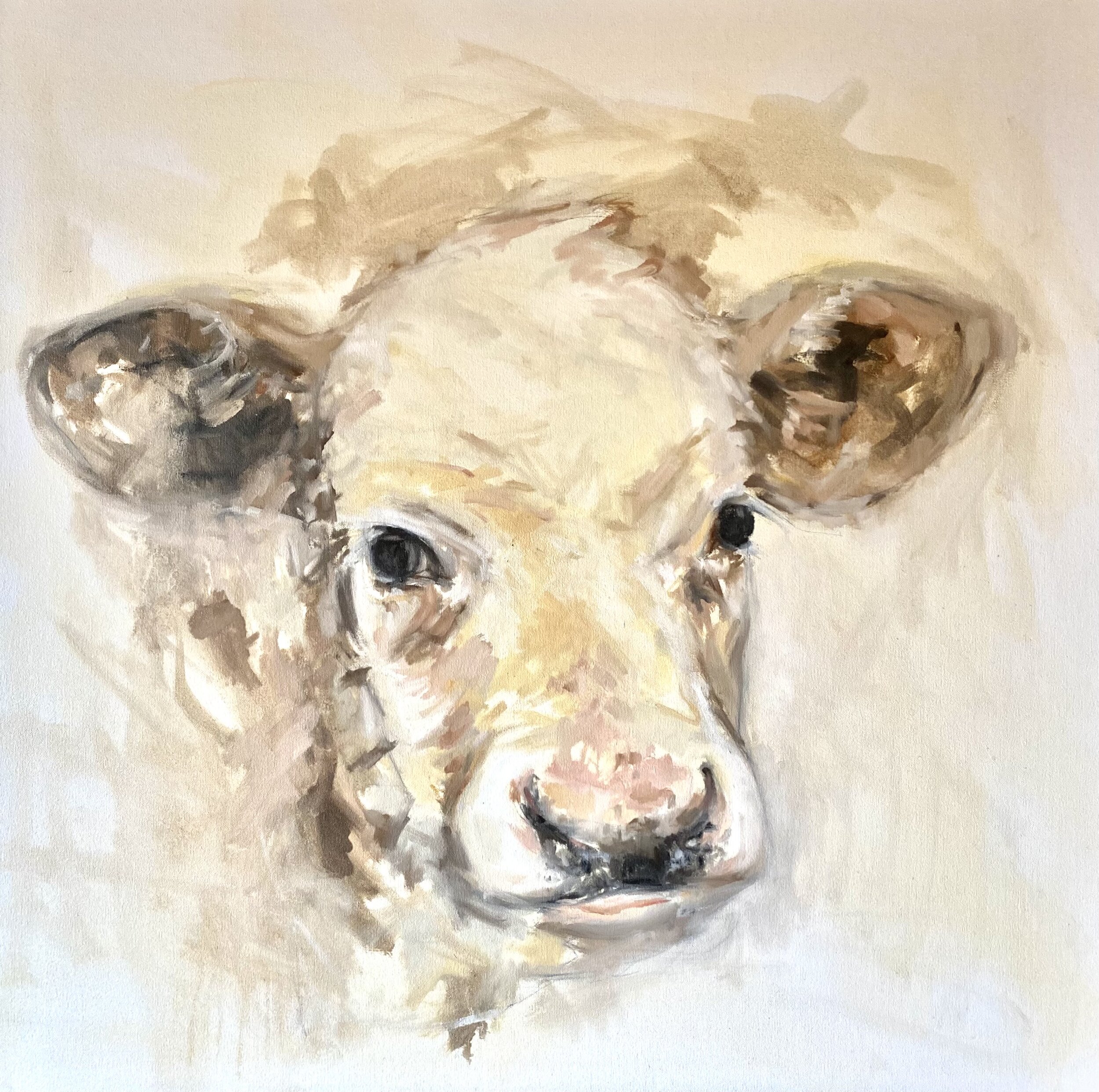 cow portrait IV