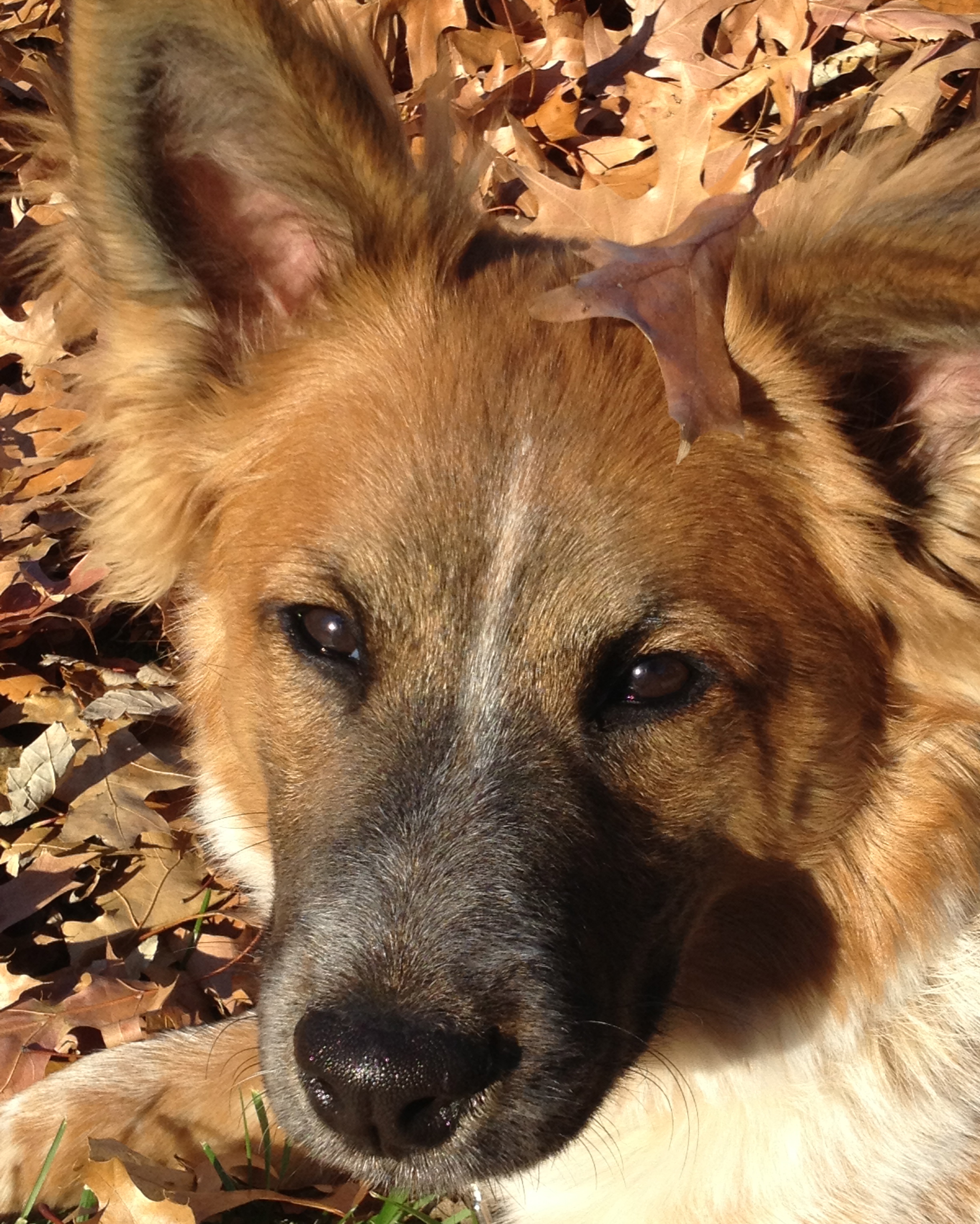 Snickers - Playroom Supervisor