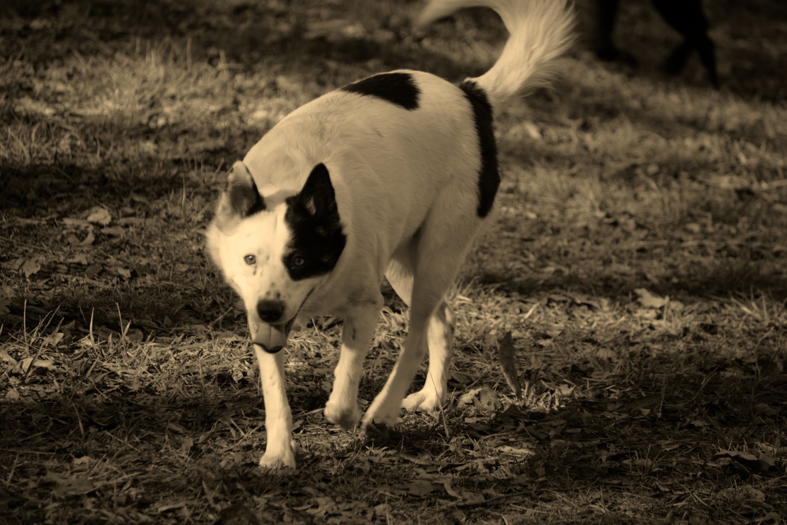 IMG_3953 - Version 2.JPG