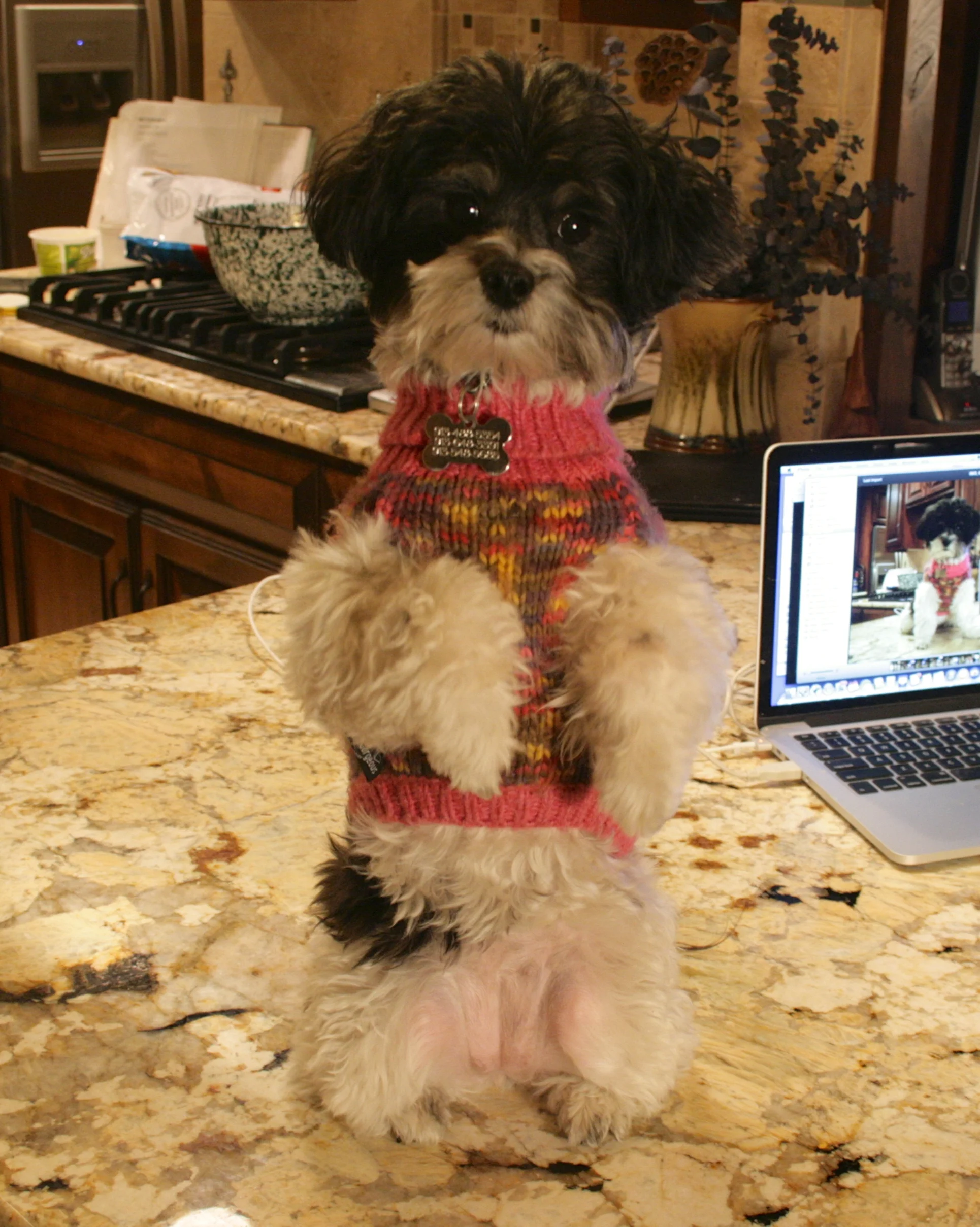 Libby strikes one of her best "I am adorable" poses! 