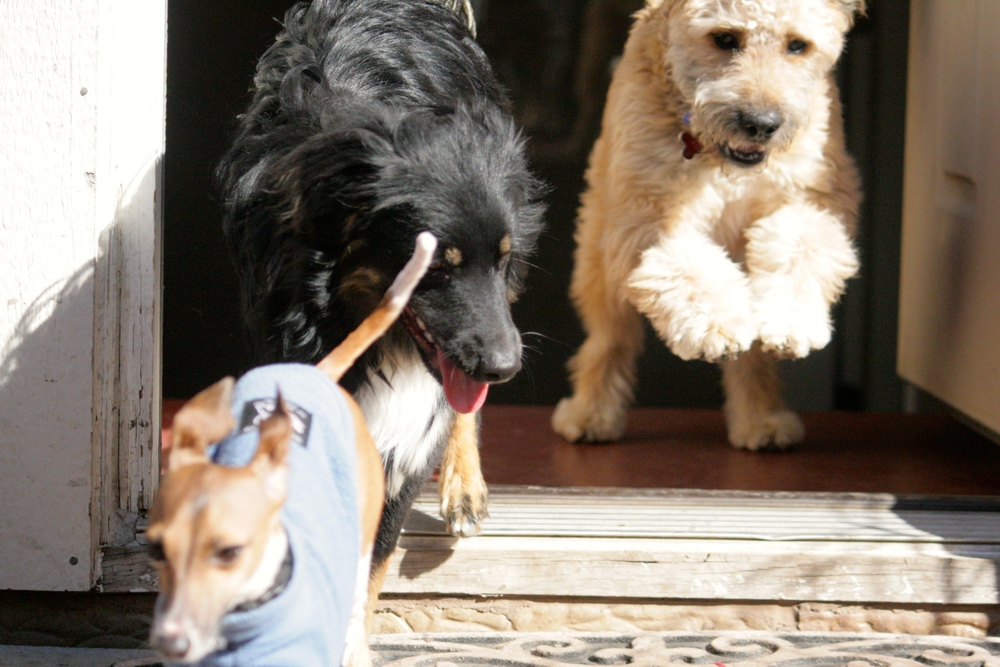 Bella, Baxter & Zach