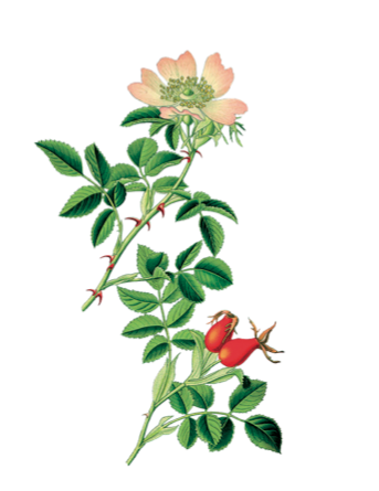 Nora Heinzle für die Teller, das Setting und vieles mehr.&nbsp;