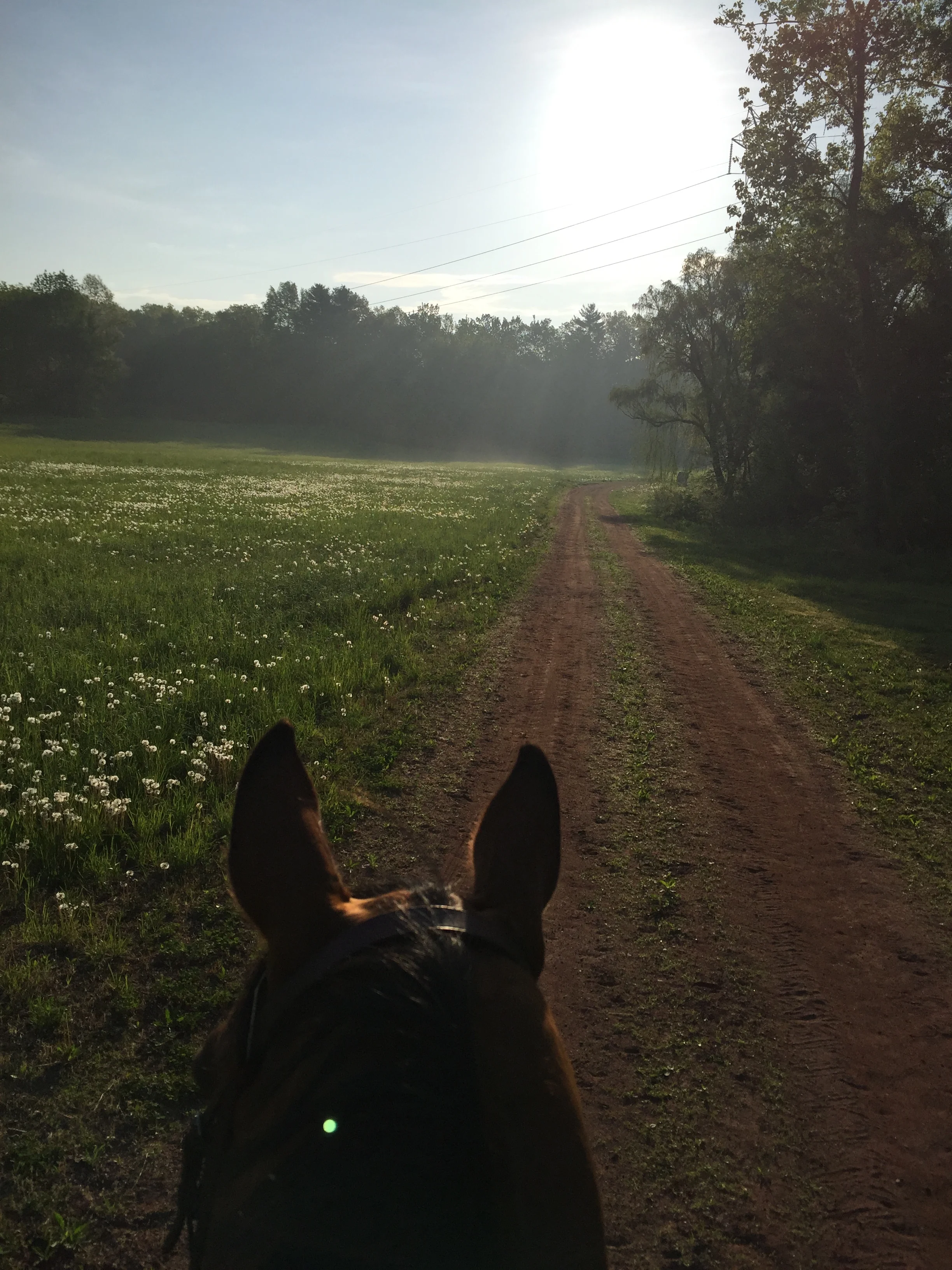 Top quality hay produced on site 