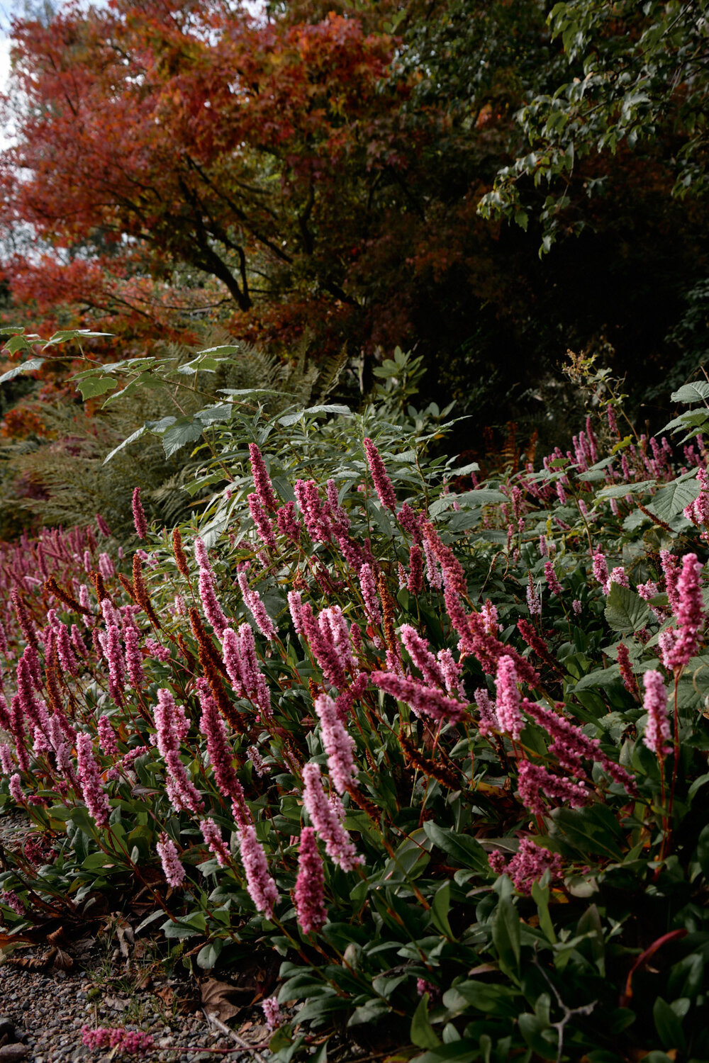 walled-garden-balloch-park-scotland-5.jpg