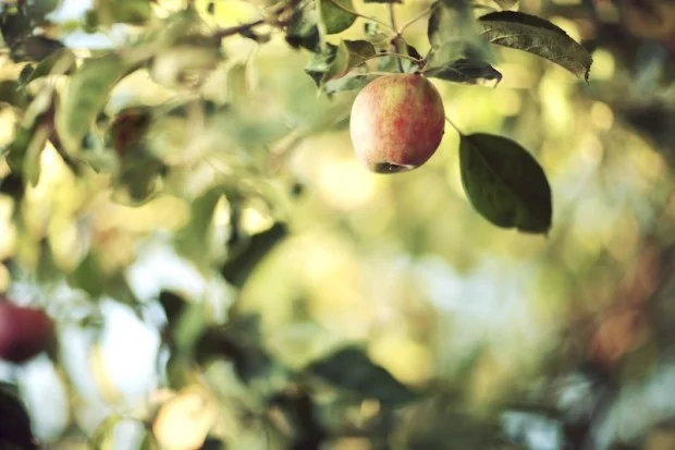 applecider-620x413.jpg