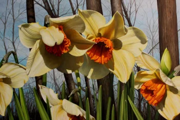 noaps-dibenedetto_dance-of-the-daffodils-24x36.jpg