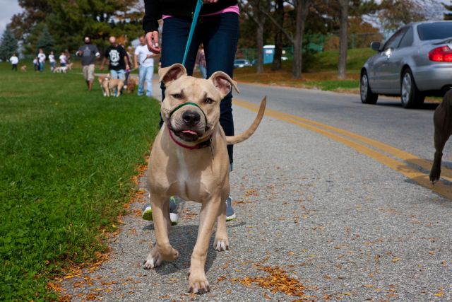 Response-a-Bull Rescue's Annual Bully Walk