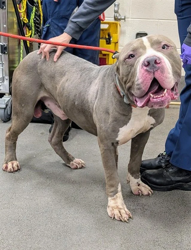 Welcome, Biggie! This hunka hunka xl bully boy has safely arrived at the rescue and will be headed to his loving foster home tonight. Thank you to Ann for getting him out of the shelter today and thank you to his amazing foster family for saying YES!