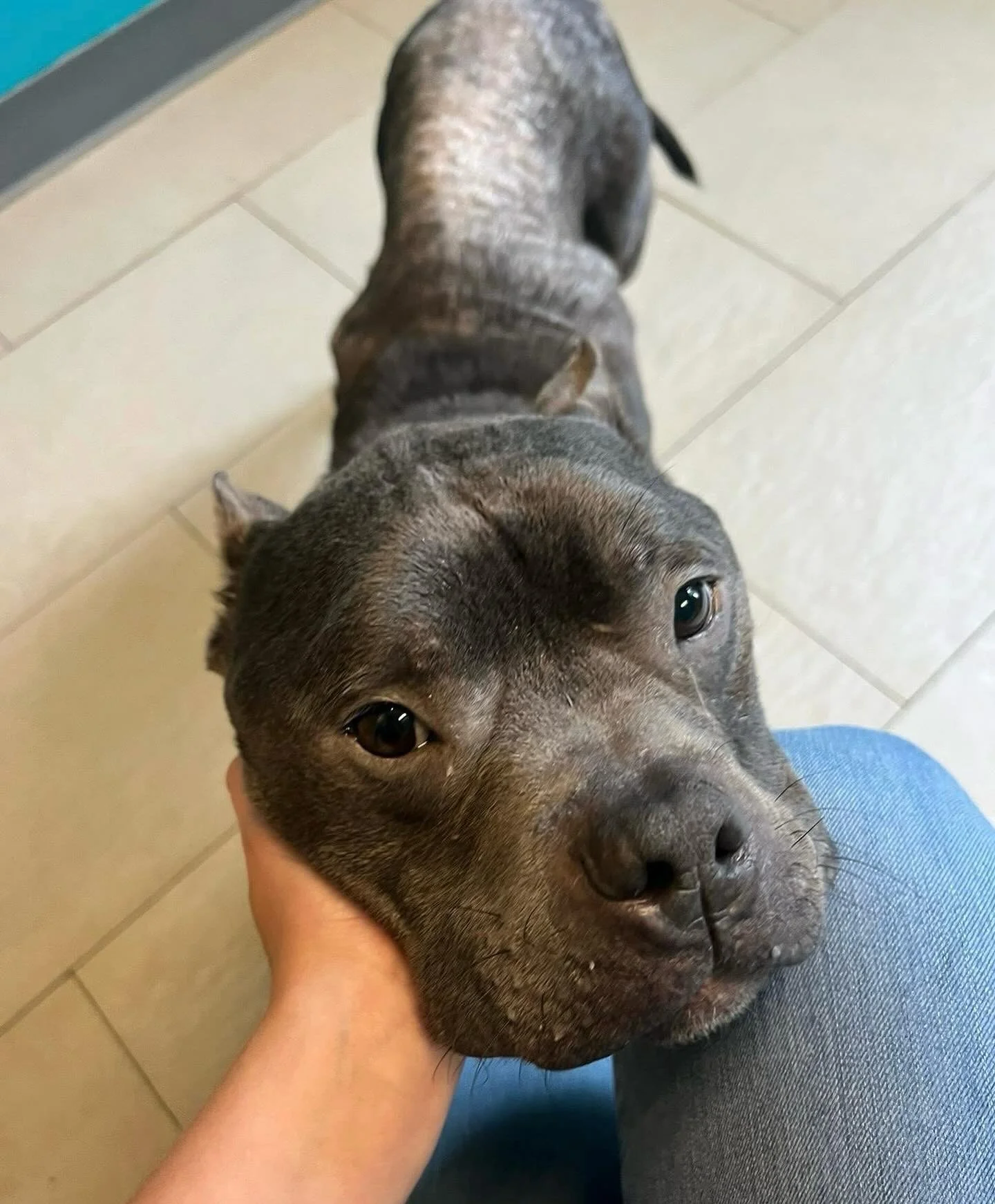 Welcome our second boy of the day, Charlie. This poor pup was found wandering the street alone and in sad shape. He&rsquo;s underweight, was infested with fleas to the point of anemia and about half his body is completely missing fur. He&rsquo;s got 
