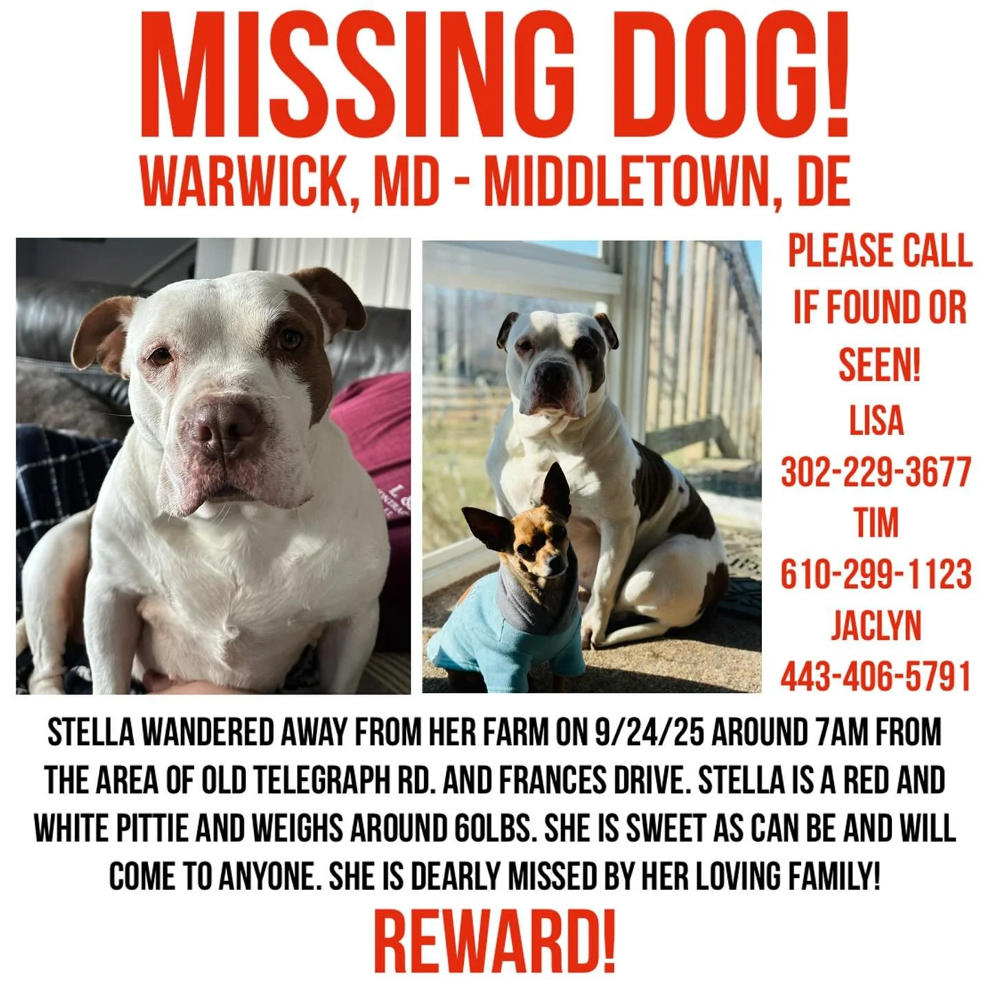‼️One of our alumni is missing‼️Please spread the word and help us find her! Warwick, MD and Middletown, DE! Stella wandered away from her farm on 9/24/25 around 7AM from the area of Old Telegraph Rd. and Frances Drive. Stella is a red and white pitt