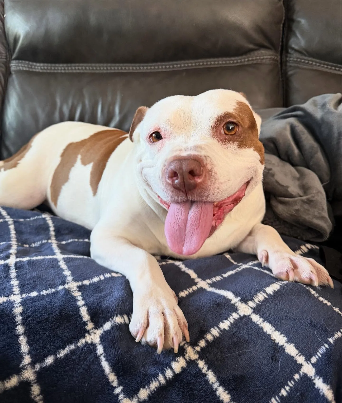 STELLA HAS BEEN FOUND!! SHE IS HOME SAFE!!
&hearts;️&hearts;️&hearts;️&hearts;️&hearts;️