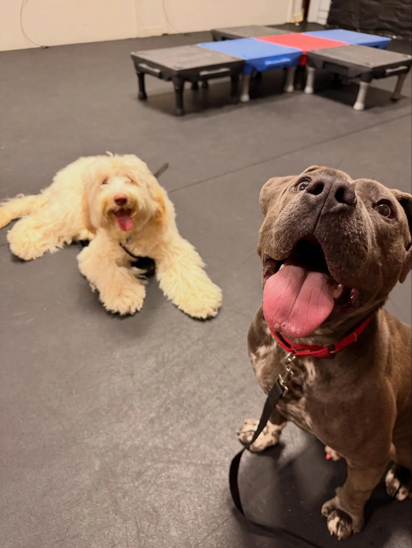 Poe needs a foster home by Tuesday.

He is wrapping up his two-week board and train with @wigglebuttsdogtraining, made possible by @thechapterbeforehome, and he has done amazing.

Poe is about a year old. He&rsquo;s good with other dogs and kids, is 