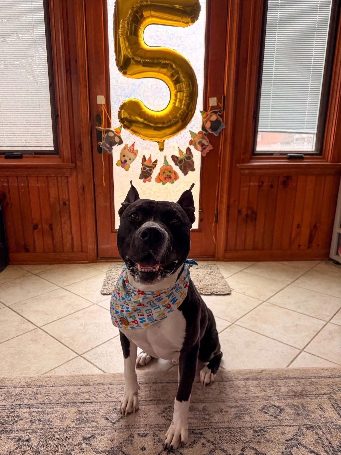 🎈We&rsquo;re a little late to the party, but this one matters.

Bull just turned 5 and is still patiently waiting for a family of his own.

We&rsquo;re so grateful to his foster for loving him so deeply and celebrating him the way he deserves - and 