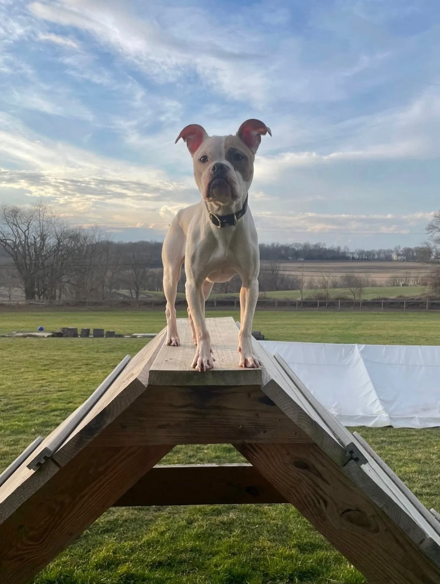 This is now the third batch of nourishment that Briar has received from our loving supporters at @deervalleydanesllc and @snarky_bark, and we are so deeply grateful.

They have made a true commitment to helping this girl build her body and her streng