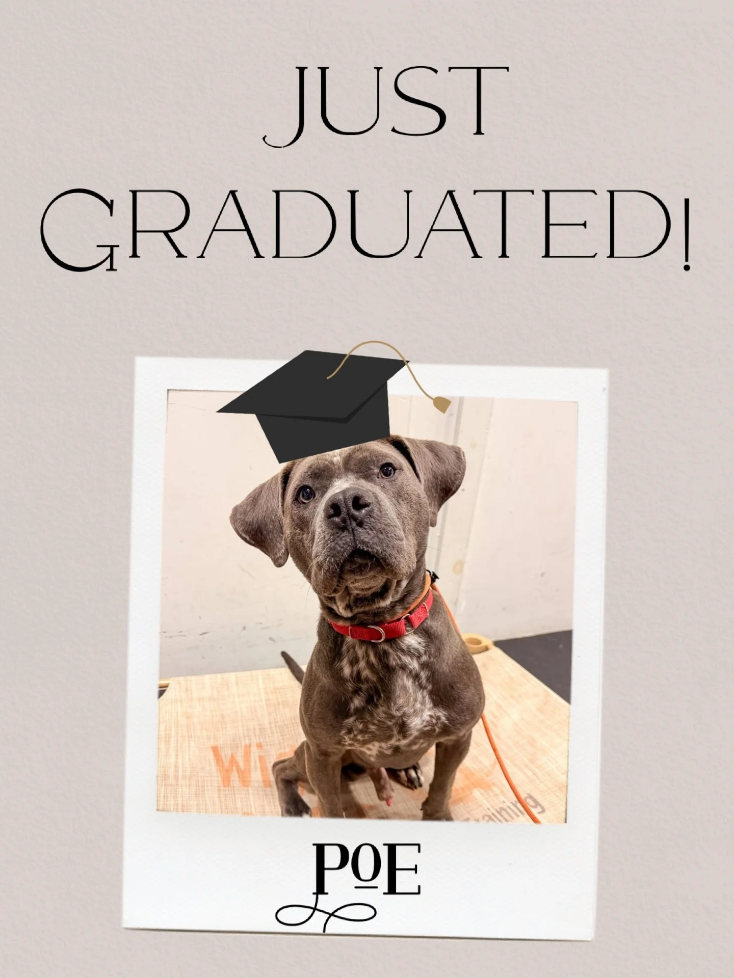 🎓 POE IS READY FOR HIS HOME! 

Poe graduated professional training today with @wigglebuttsdogtraining and thanks to an incredibly generous scholarship from @thechapterbeforehome, he is officially ready to start his own first chapter of the life he h