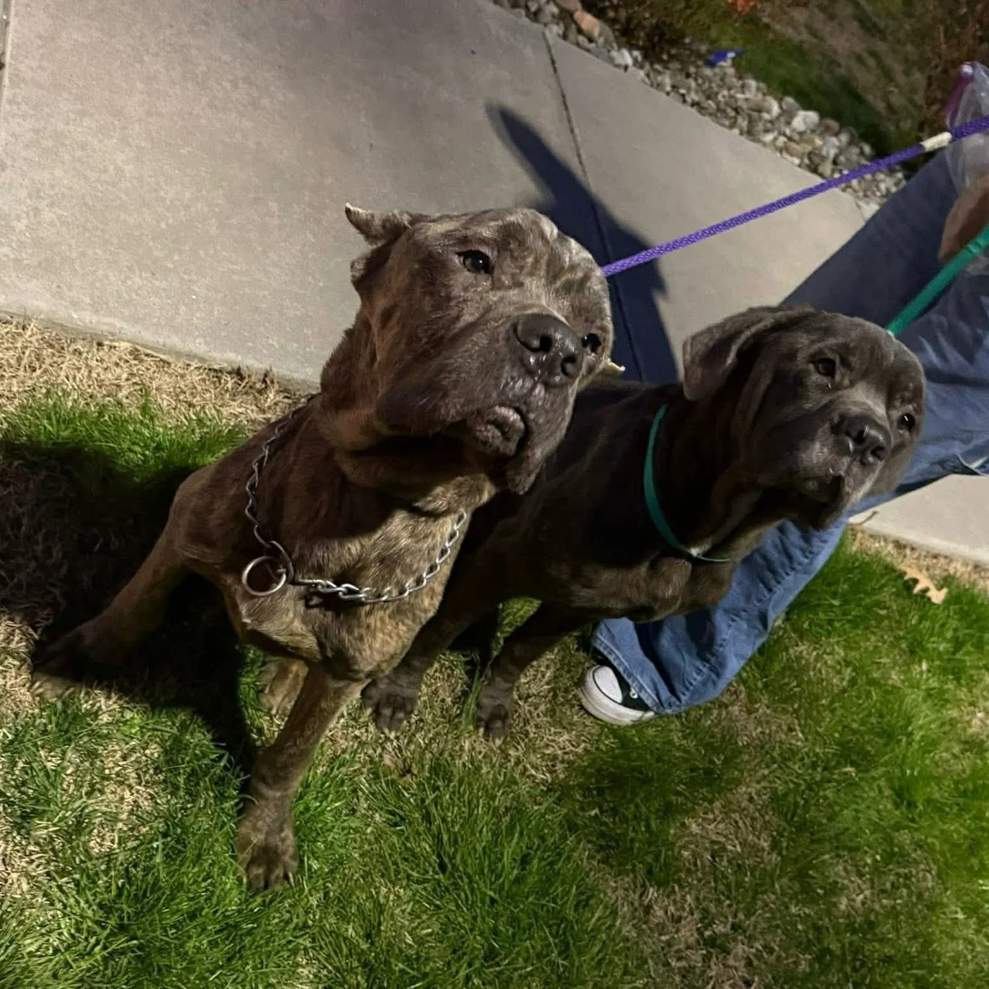 🚨 EMERGENCY CORSO FOSTERS NEEDED 🚨

Two emaciated Cane Corso males were found dumped on the side of the road this Sunday night.

Animal Control is not available until business hours on Monday.

The Good Samaritan who found them lives in an apartmen