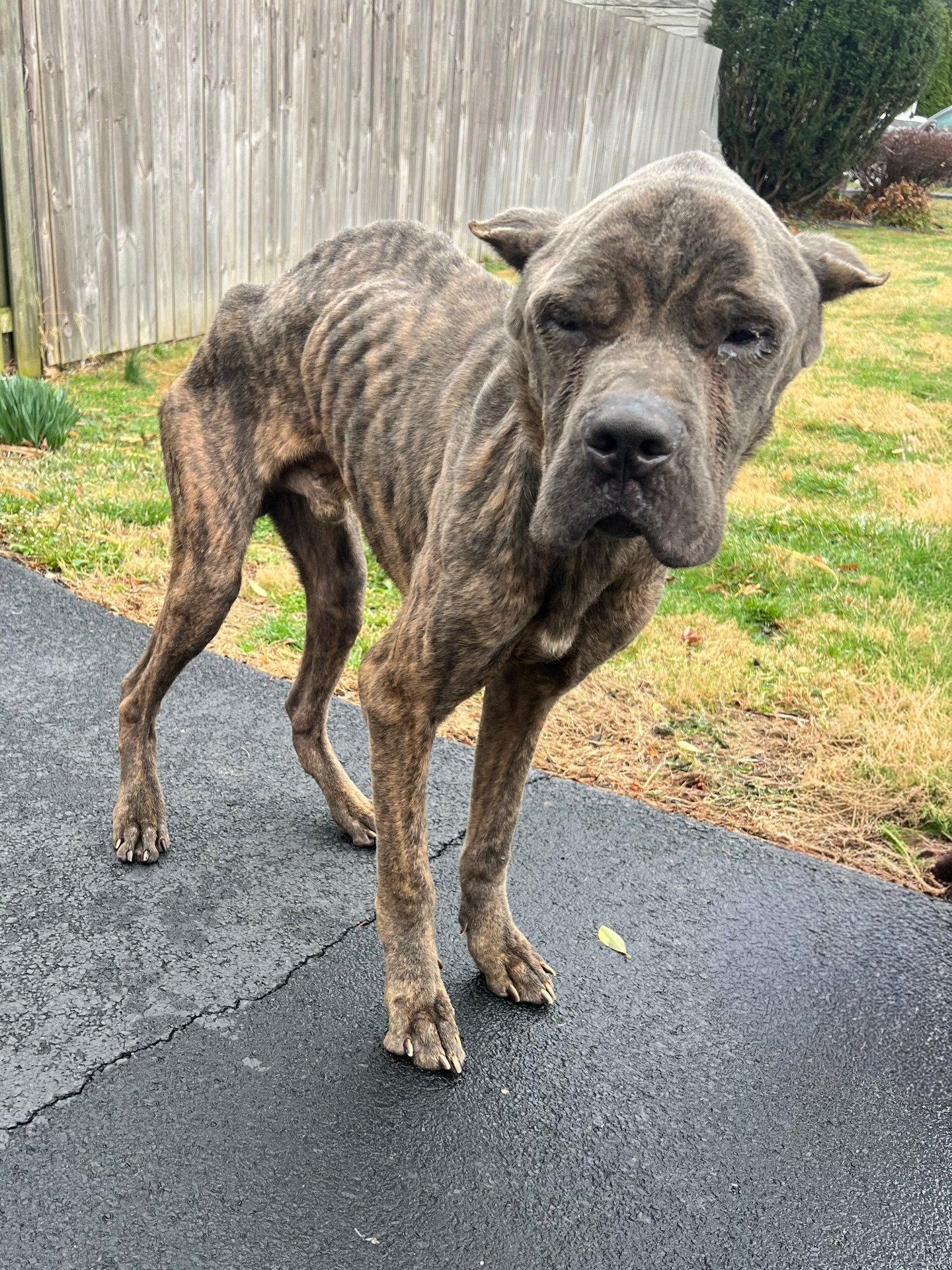 🚨 URGENT DONATIONS NEEDED 🚨

We are absolutely devastated and disgusted by the condition of the two Cane Corso boys found yesterday. 

They have been named Enzo and Eli. We believe they are likely father and son. They are now safe and have a loving